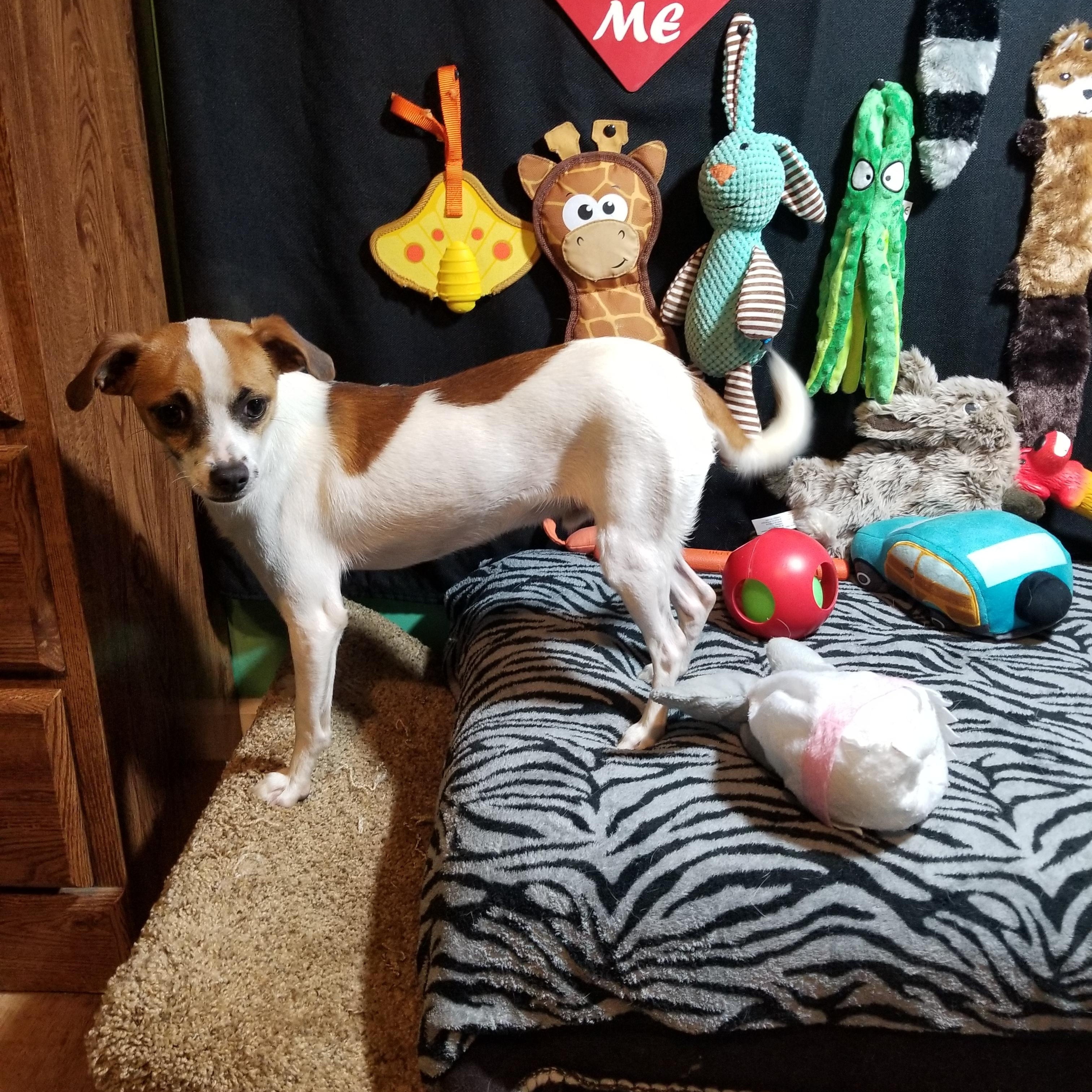 Usher, a Adoptable mixed breed in Fort Wayne, IN image 5/6