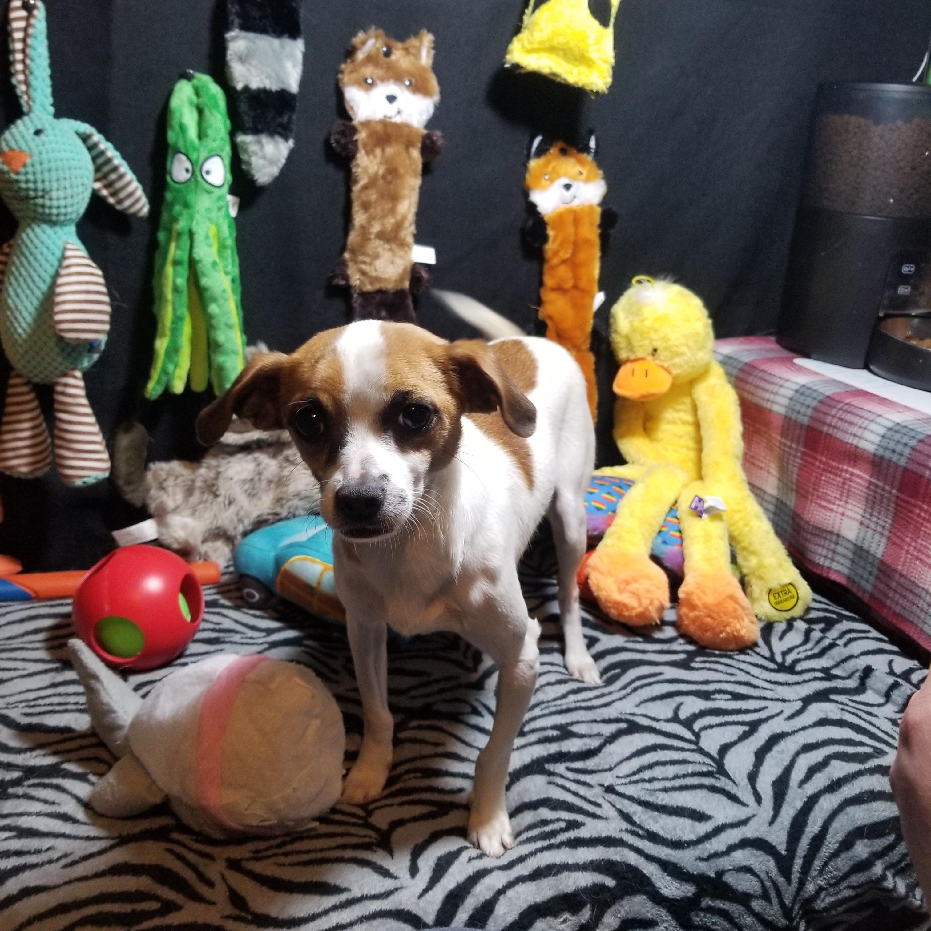 Usher, a Adoptable mixed breed in Fort Wayne, IN image 6/6