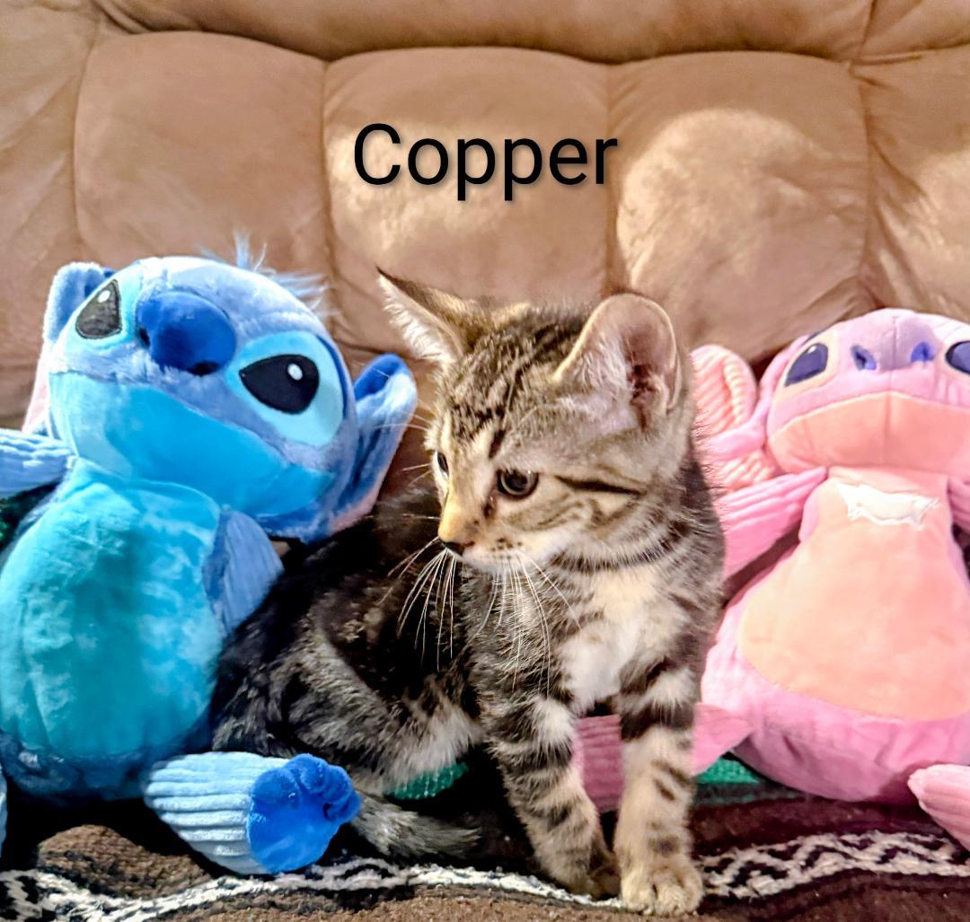 Copper, an adopted Domestic Short Hair in Binghamton, NY image 3/3