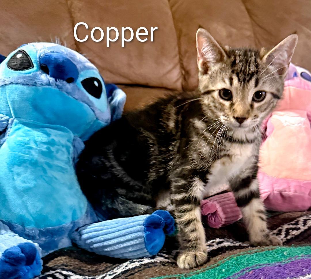Copper, adopted, Kitten Male Domestic Short Hair.