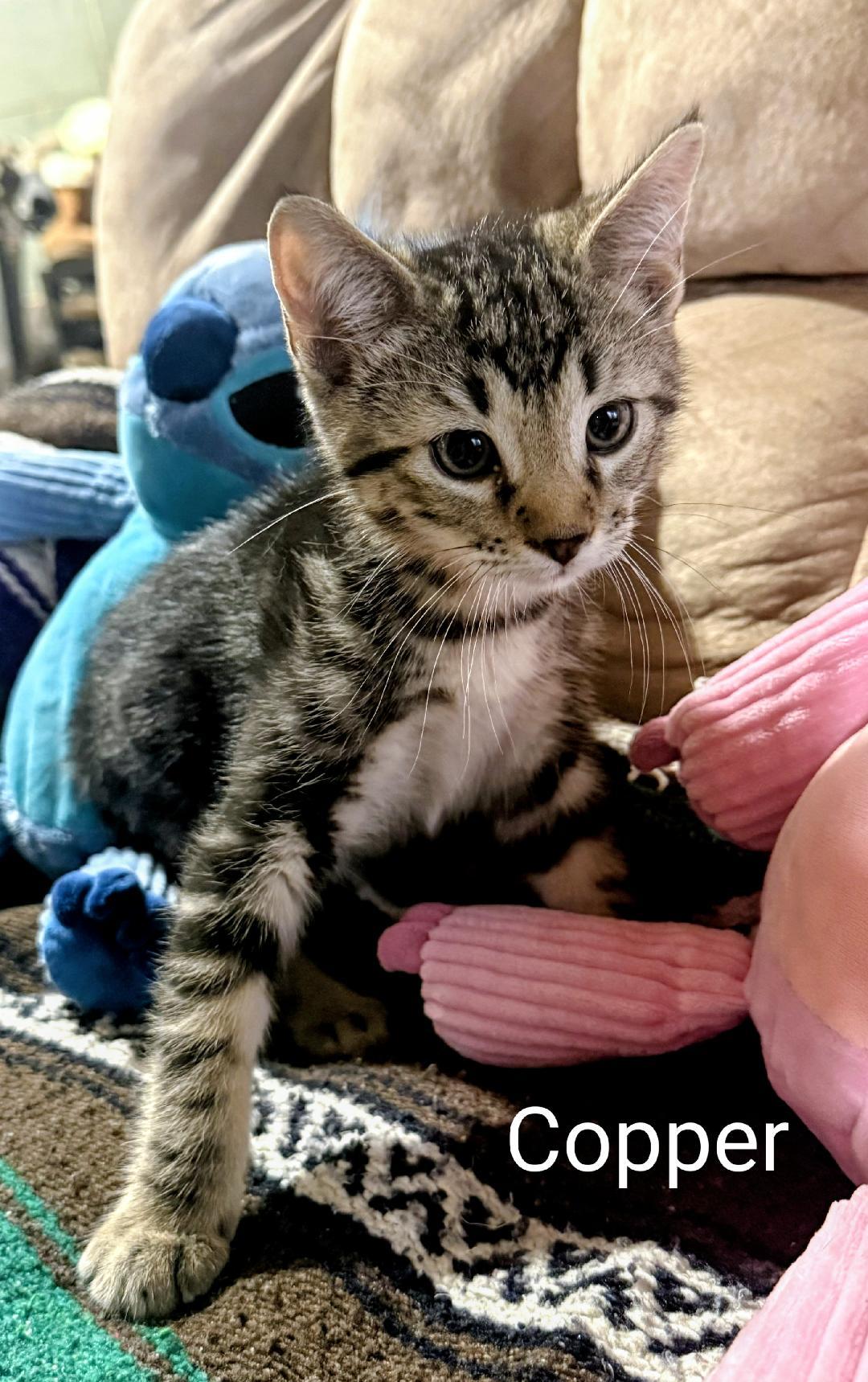 Copper, an adopted Domestic Short Hair in Binghamton, NY image 2/3