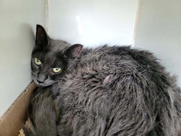 Simone, Adoptable, Senior Female Domestic Short Hair.