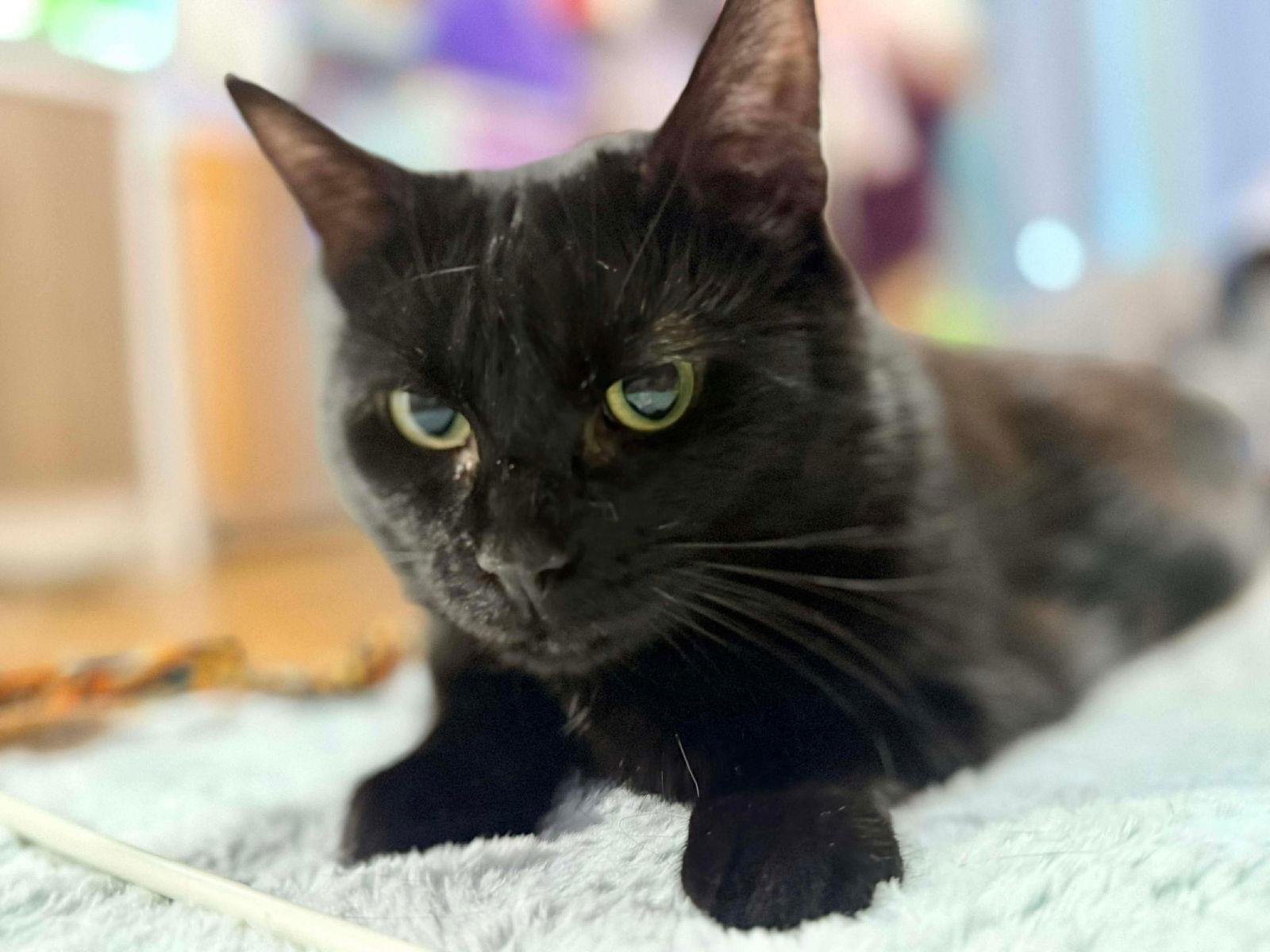 Enlarge Star, a Adoptable Domestic Short Hair in Rockville, MD image 1/3