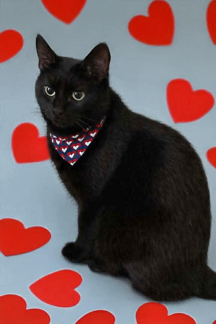 Enlarge Star, a Adoptable Domestic Short Hair in Rockville, MD image 2/3