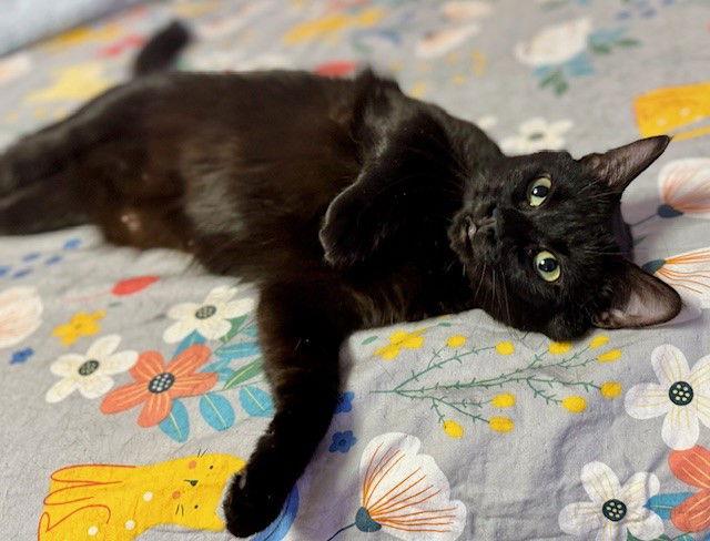 Enlarge Star, a Adoptable Domestic Short Hair in Rockville, MD image 2/3