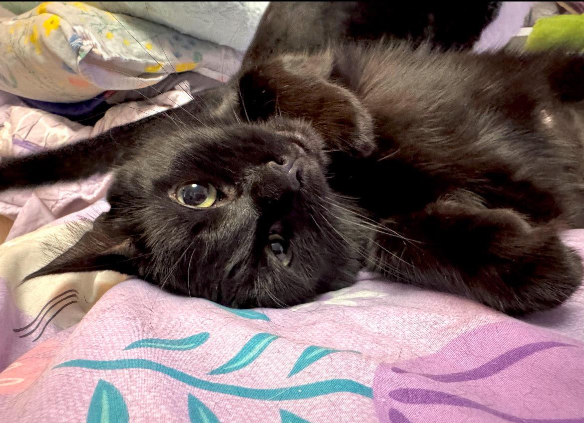 Enlarge Star, a Adoptable Domestic Short Hair in Rockville, MD image 3/3