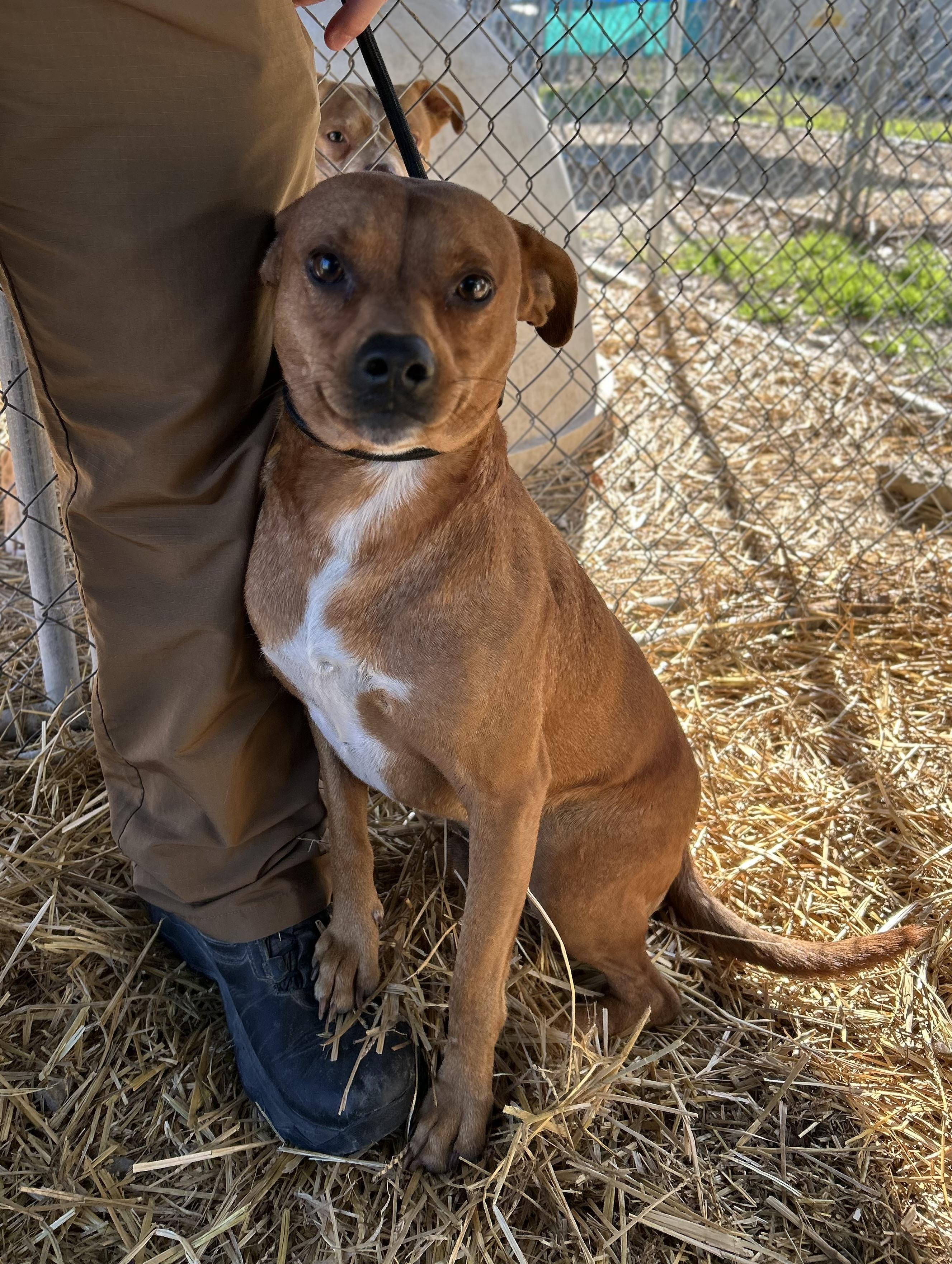 Enlarge Gravy, a ADOPTABLE mixed breed in Manchester, TN image 4/5