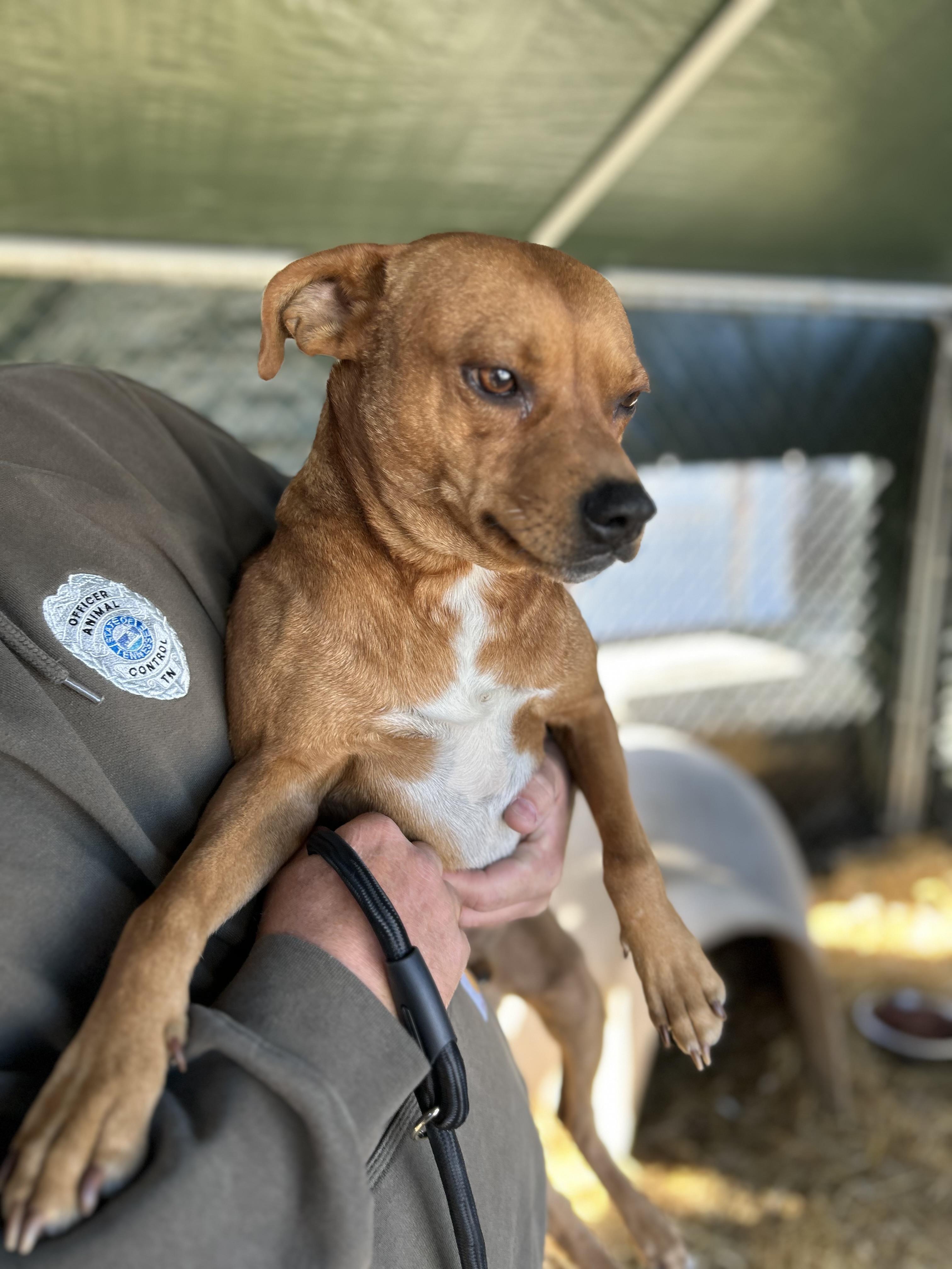 Enlarge Gravy, a ADOPTABLE mixed breed in Manchester, TN image 3/5