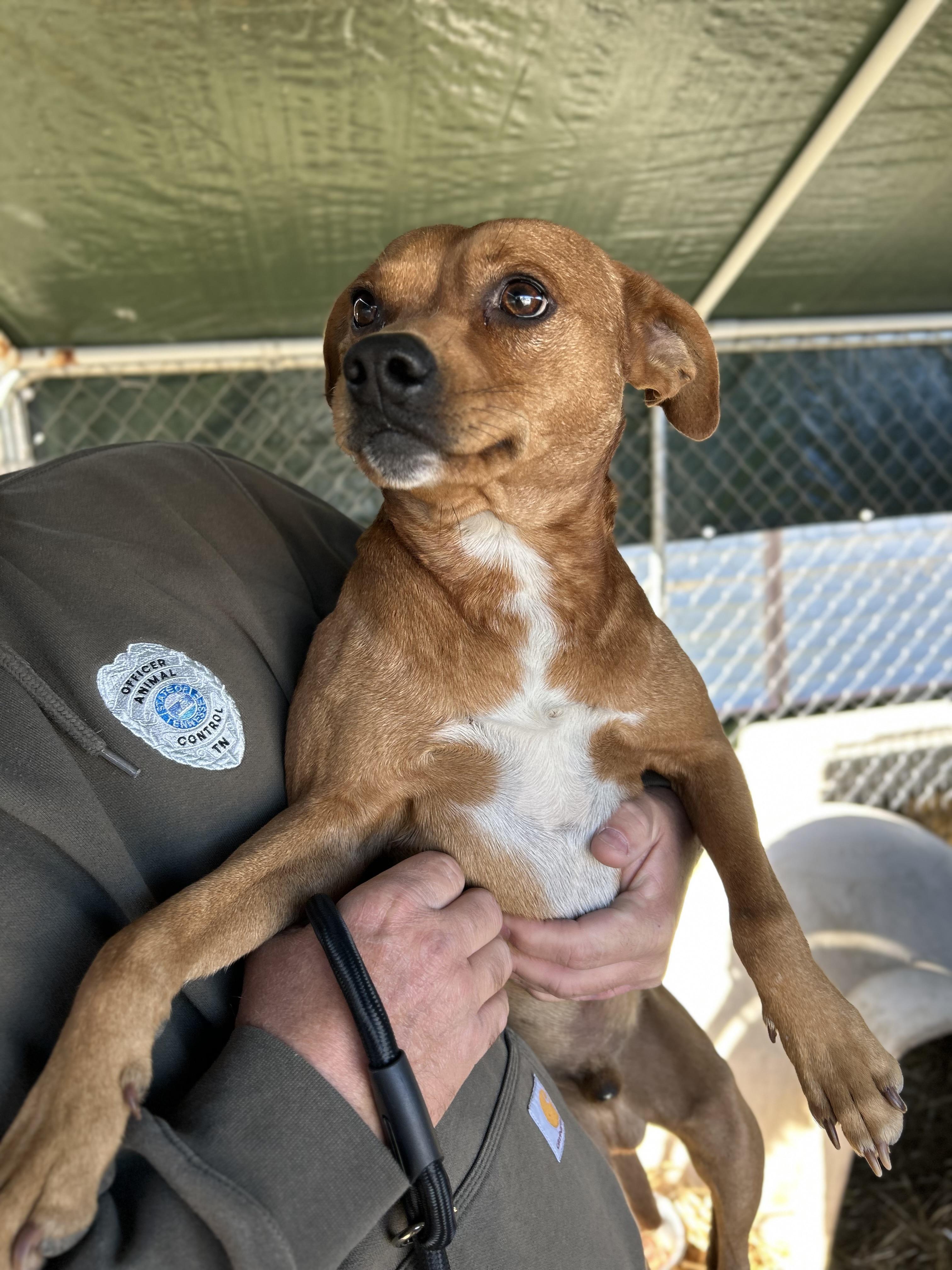 Gravy, ADOPTABLE, Adult Male Boston Terrier.