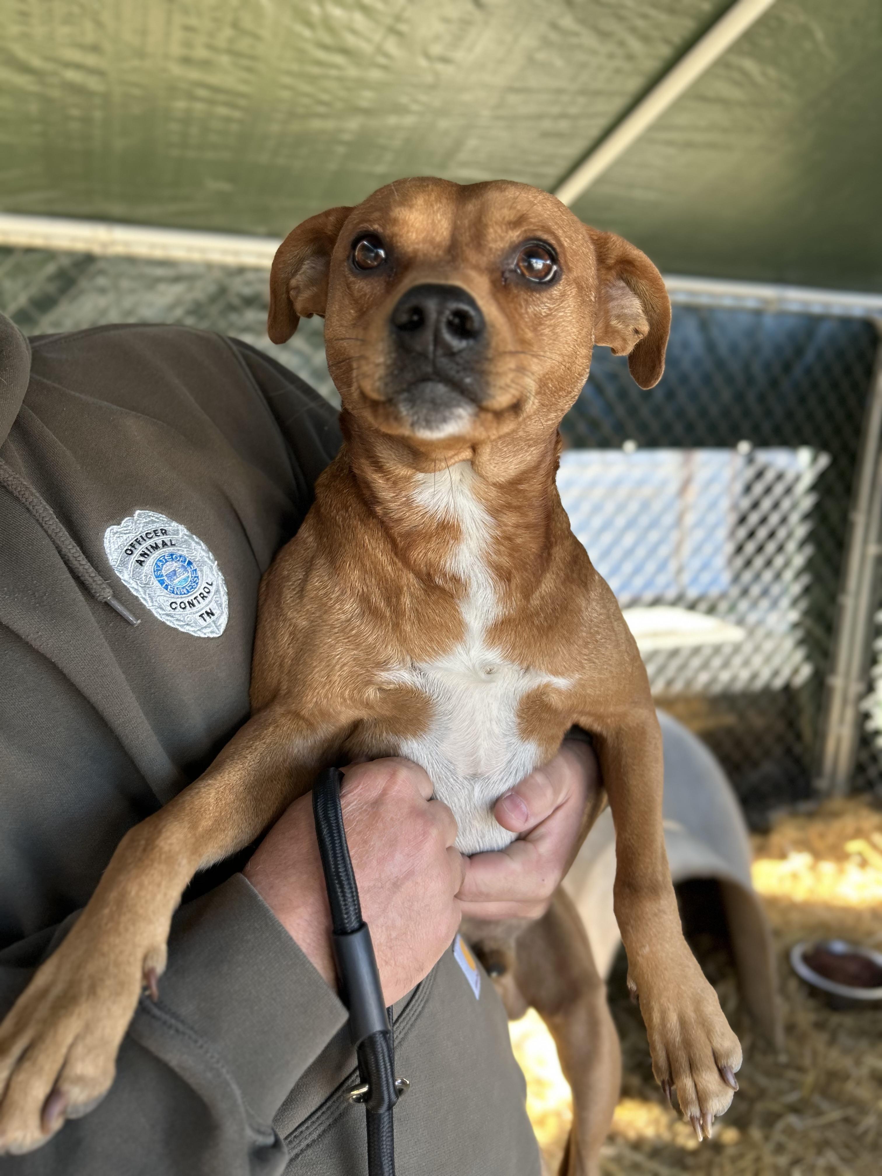 Enlarge Gravy, a ADOPTABLE mixed breed in Manchester, TN image 2/5