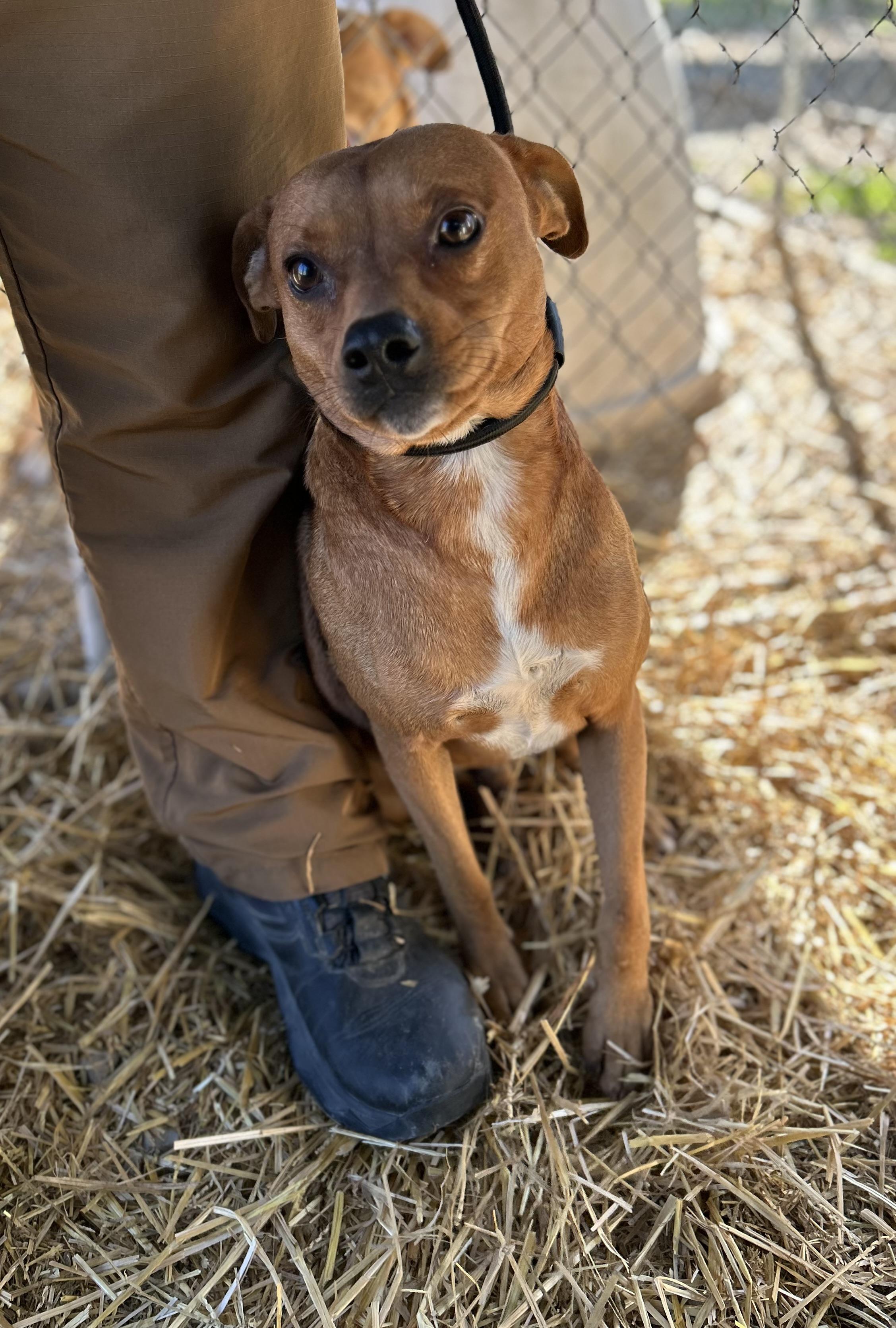 Enlarge Gravy, a ADOPTABLE mixed breed in Manchester, TN image 5/5