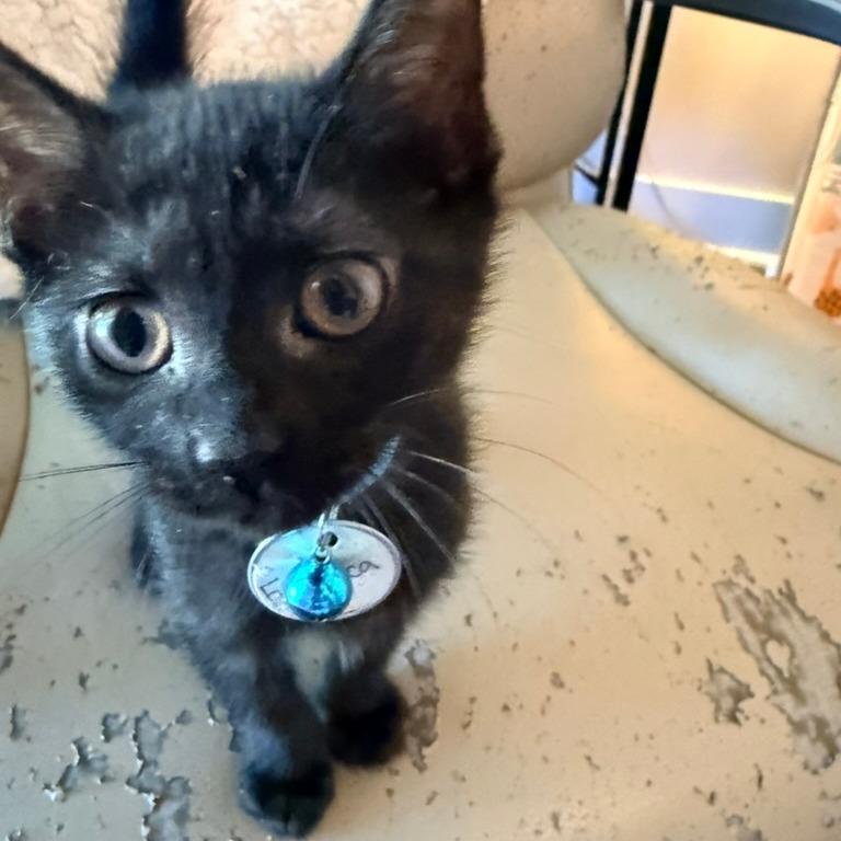 Francesca (Bridgertons), Adoptable, Kitten Female Domestic Short Hair.