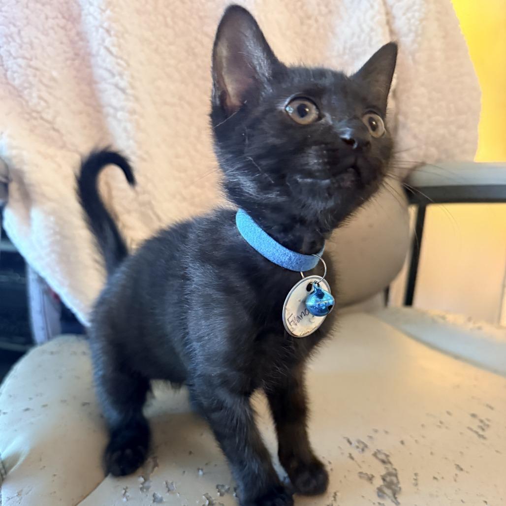 Enlarge Francesca (Bridgertons), a Adoptable Domestic Short Hair in Charlotte, NC image 2/5
