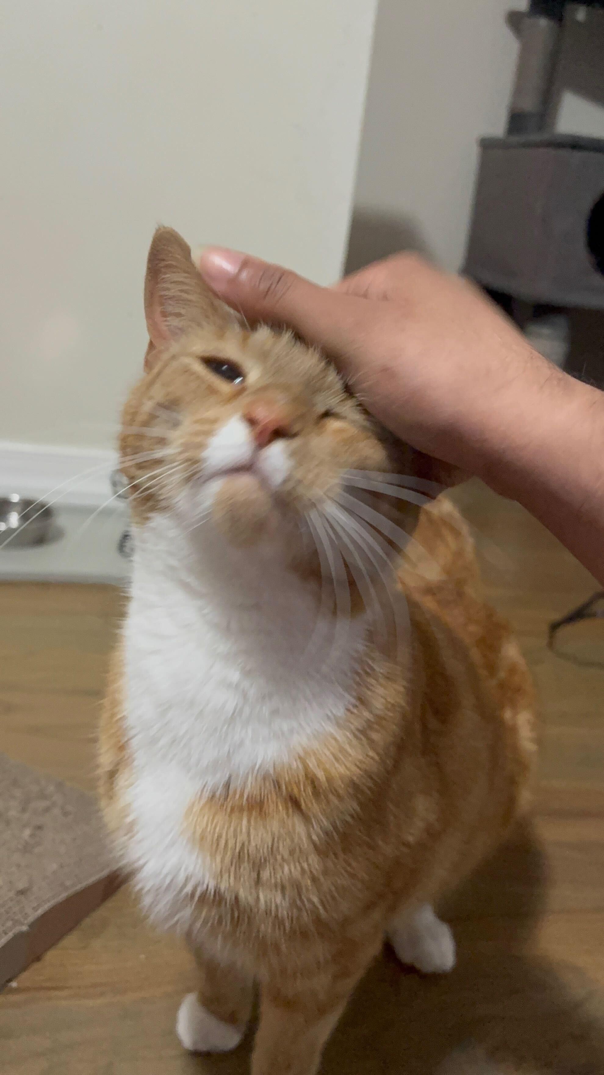 Reem, a ADOPTABLE Domestic Short Hair in Long Island City, NY image 4/5