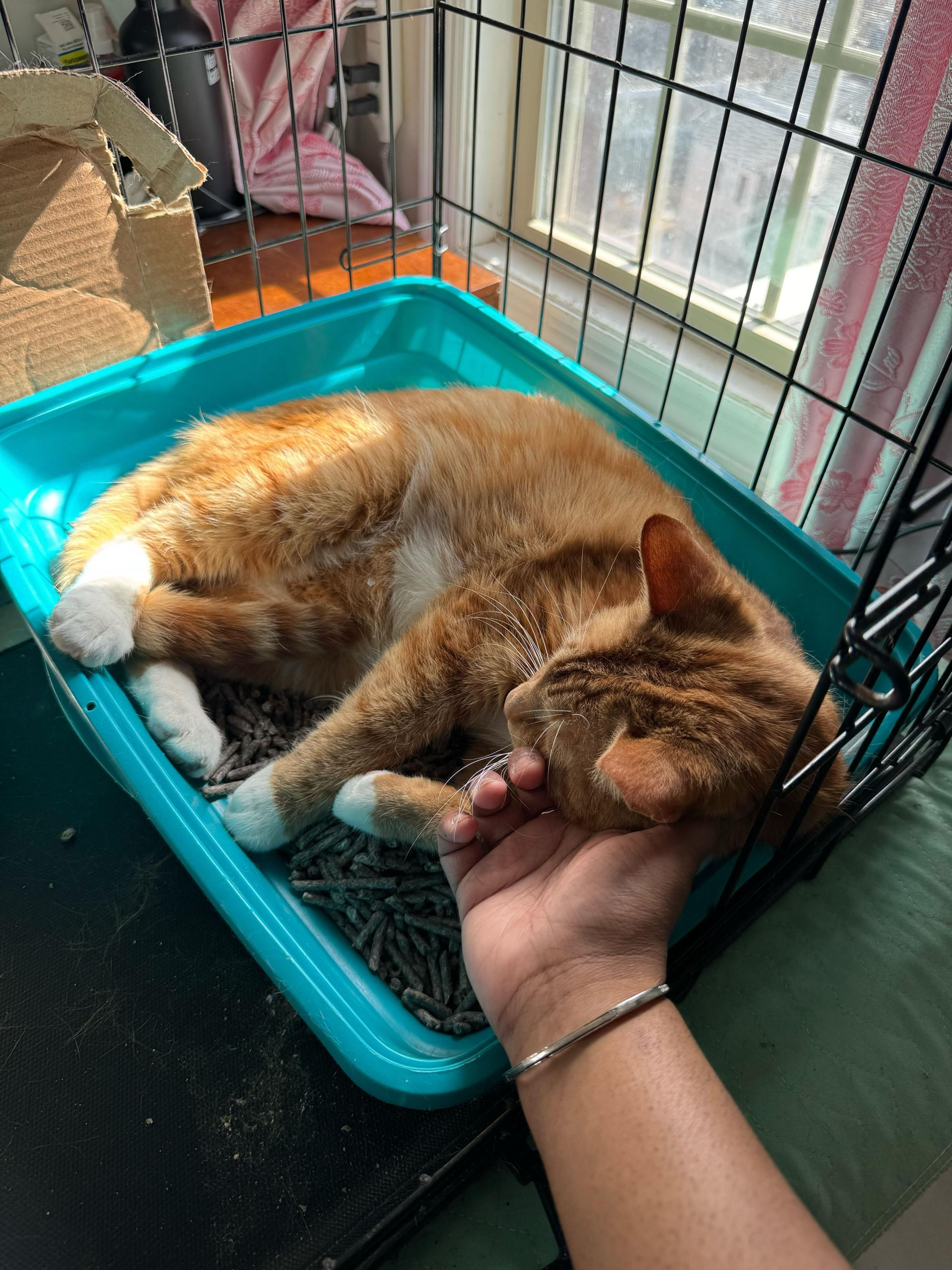 Reem, a ADOPTABLE Domestic Short Hair in Long Island City, NY image 3/5