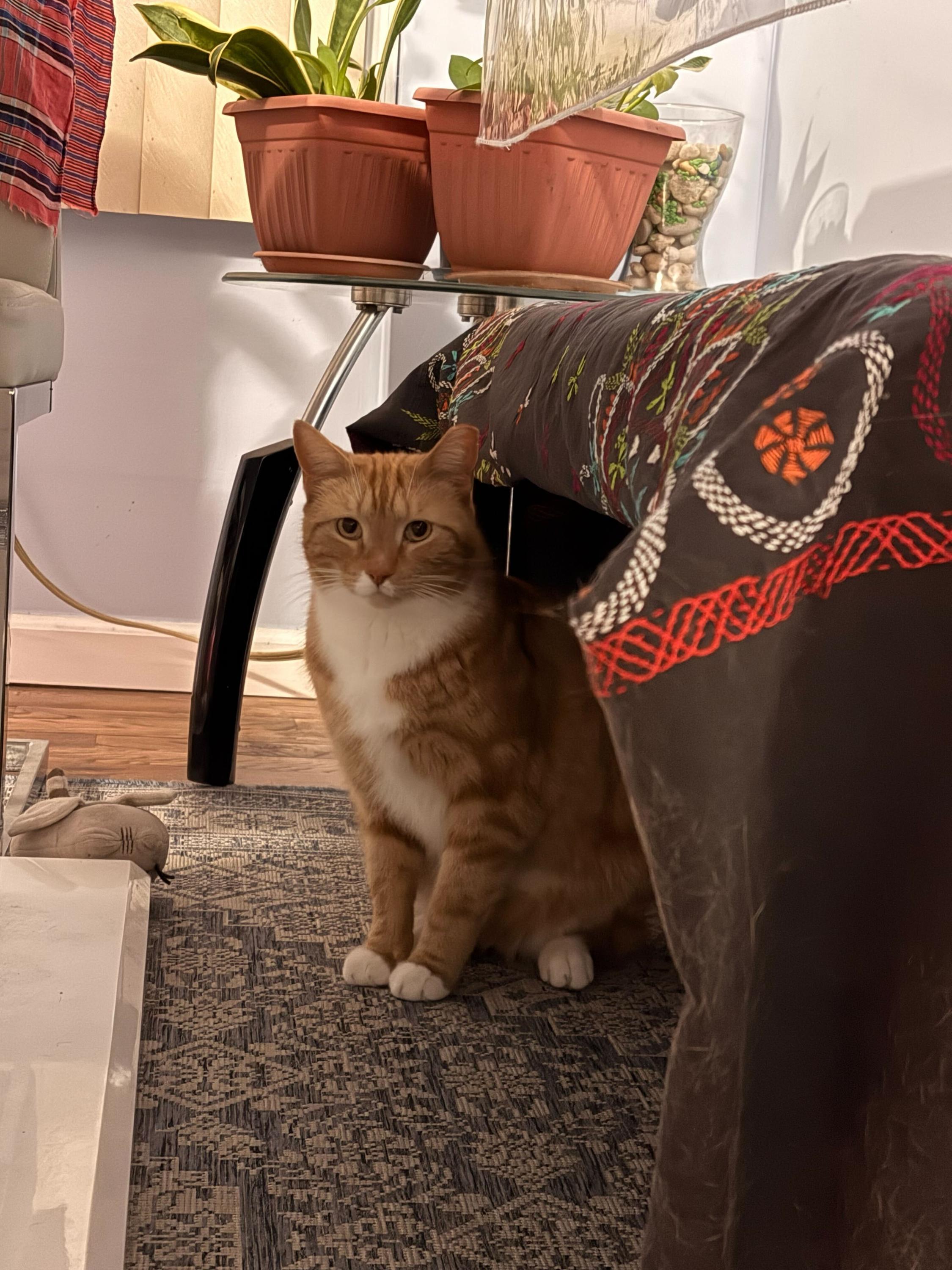 Reem, ADOPTABLE, Young Male Domestic Short Hair.