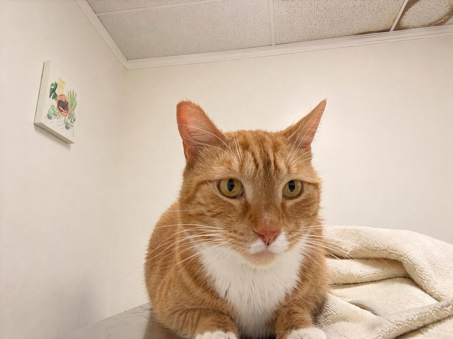 Reem, a ADOPTABLE Domestic Short Hair in Long Island City, NY image 2/5