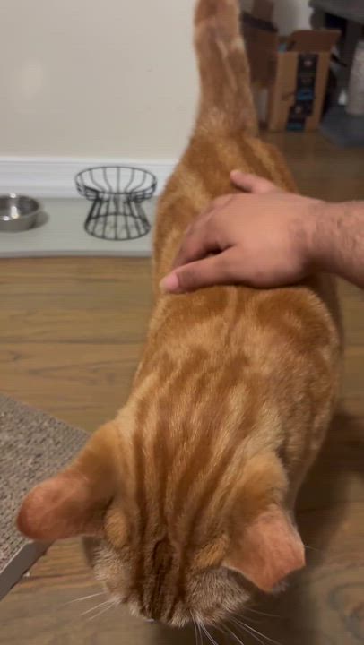 Enlarge Reem, a ADOPTABLE Domestic Short Hair in Long Island City, NY video 5/5