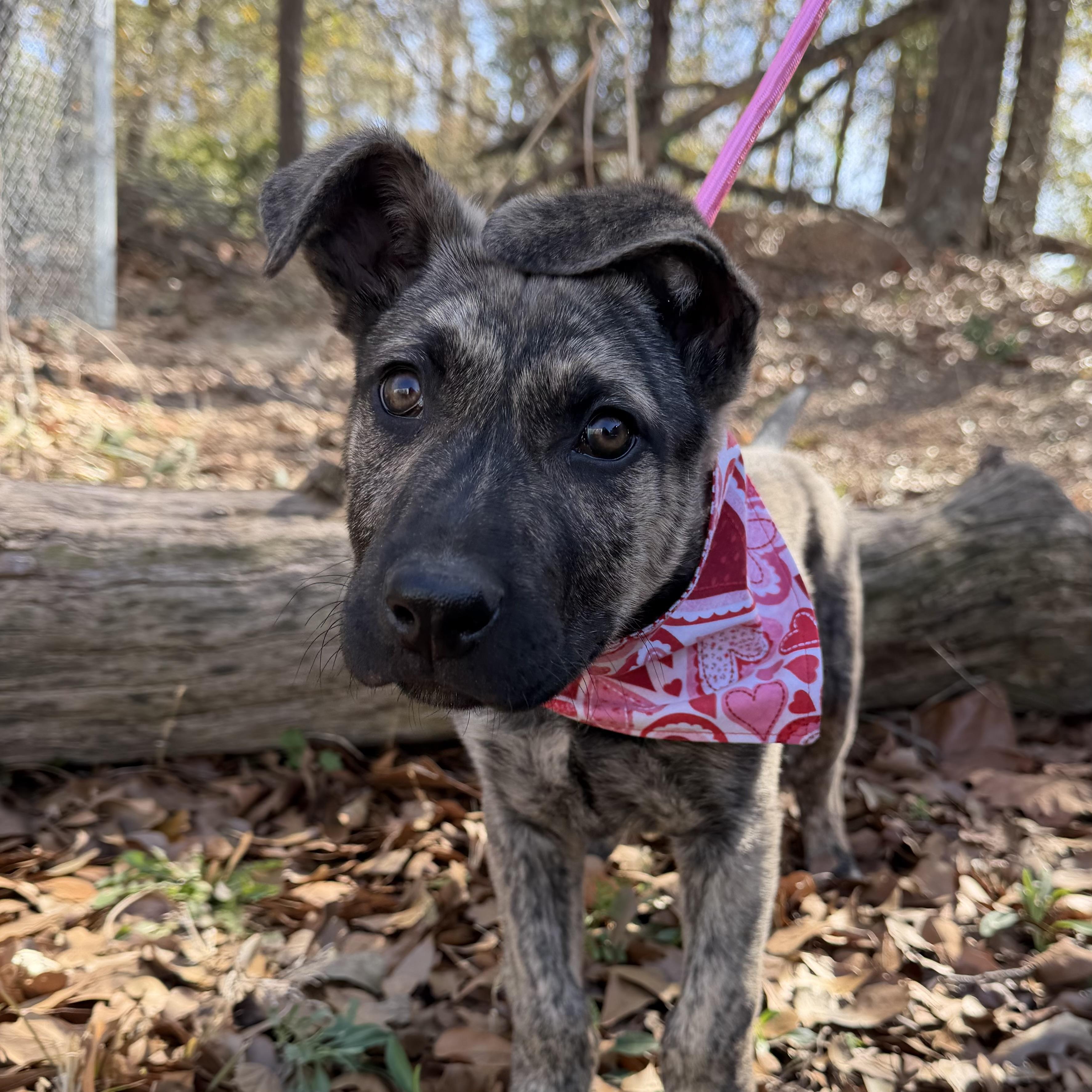 Petey — thumbnail 3