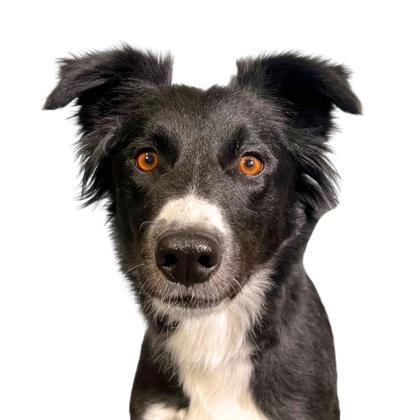 Cupid, Adoptable, Young Female McNab & Mixed Breed.