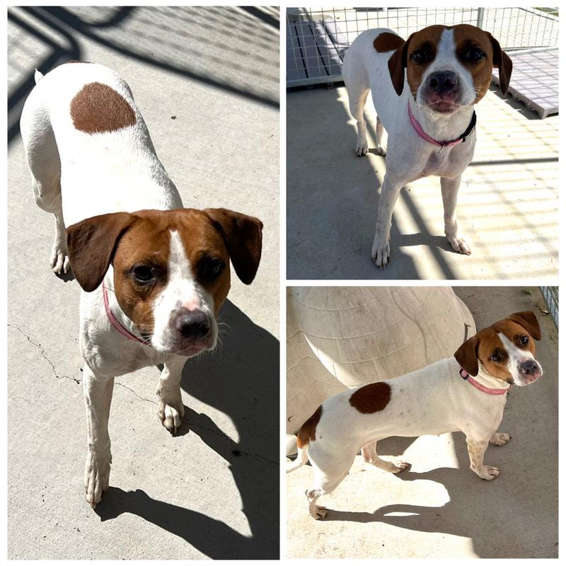 Didi, Adoptable, Adult Female Beagle.