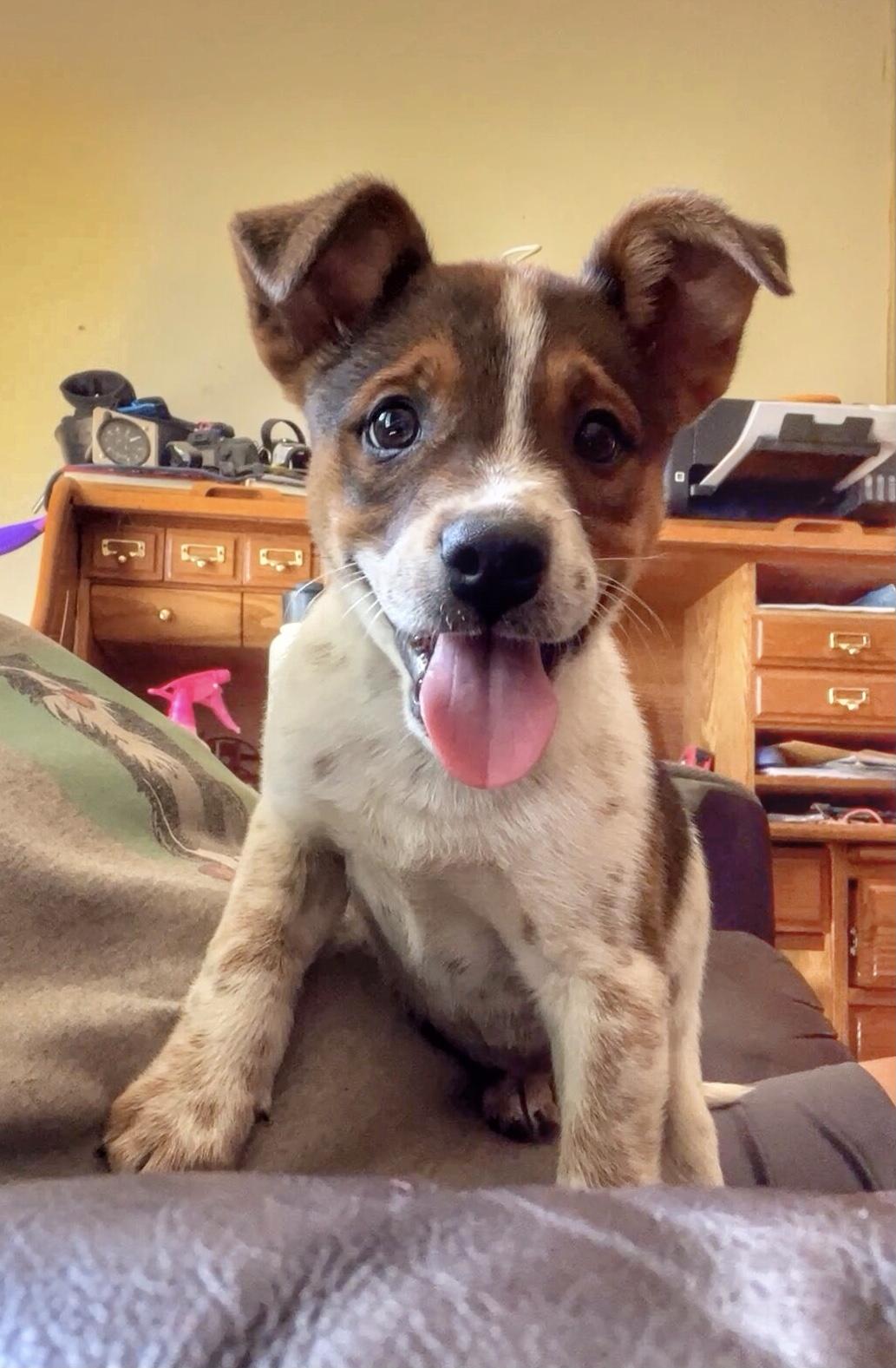 Camie, ADOPTABLE, Young Female Australian Cattle Dog / Blue Heeler.