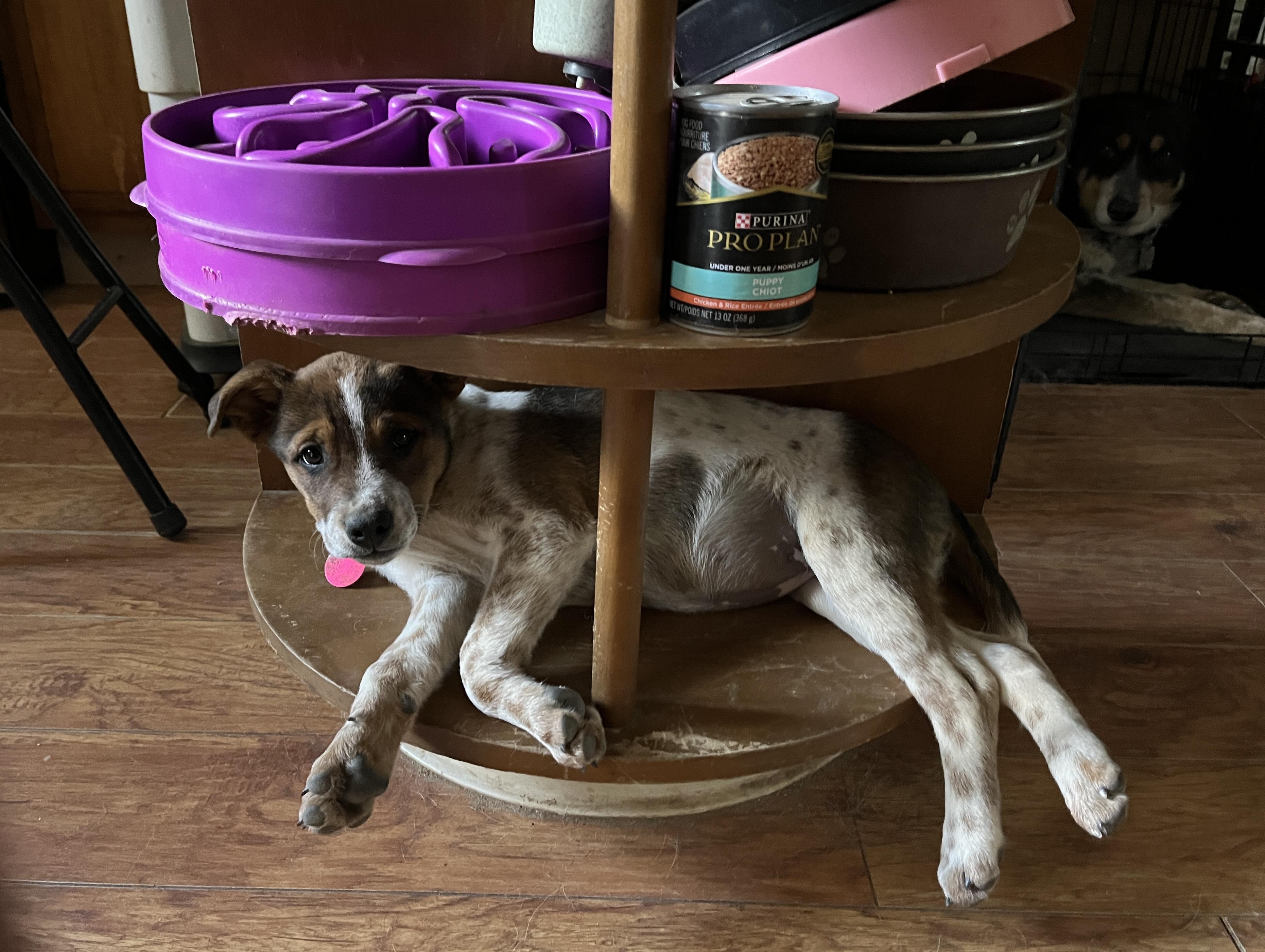 Camie, a ADOPTABLE mixed breed in Watsontown, PA image 2/5