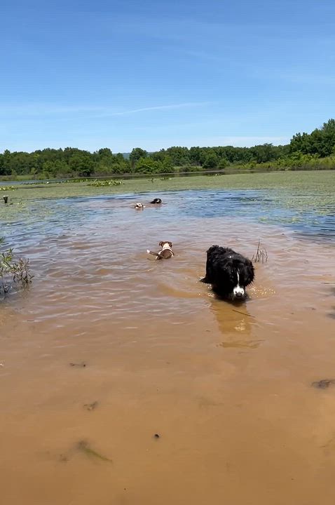 Enlarge Camie, a ADOPTABLE mixed breed in Watsontown, PA video 5/5