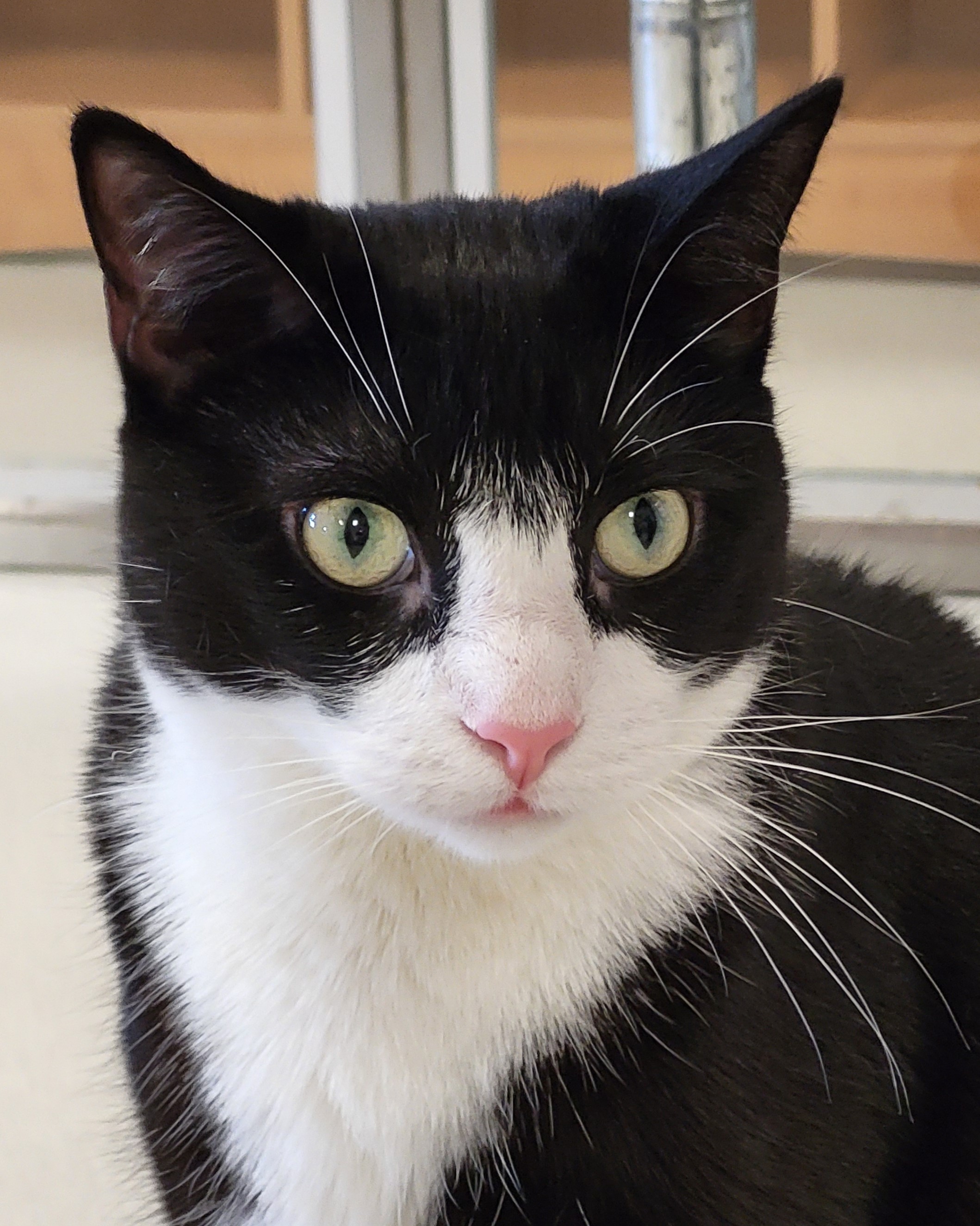 Usher, a Adoptable Tuxedo in Grayslake, IL image 1/2
