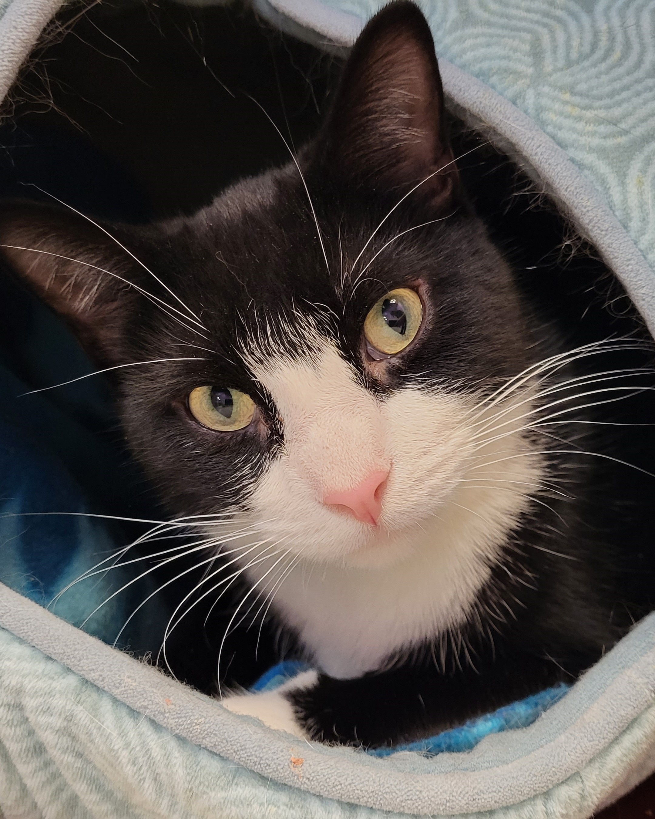 Usher, a Adoptable Tuxedo in Grayslake, IL image 2/2