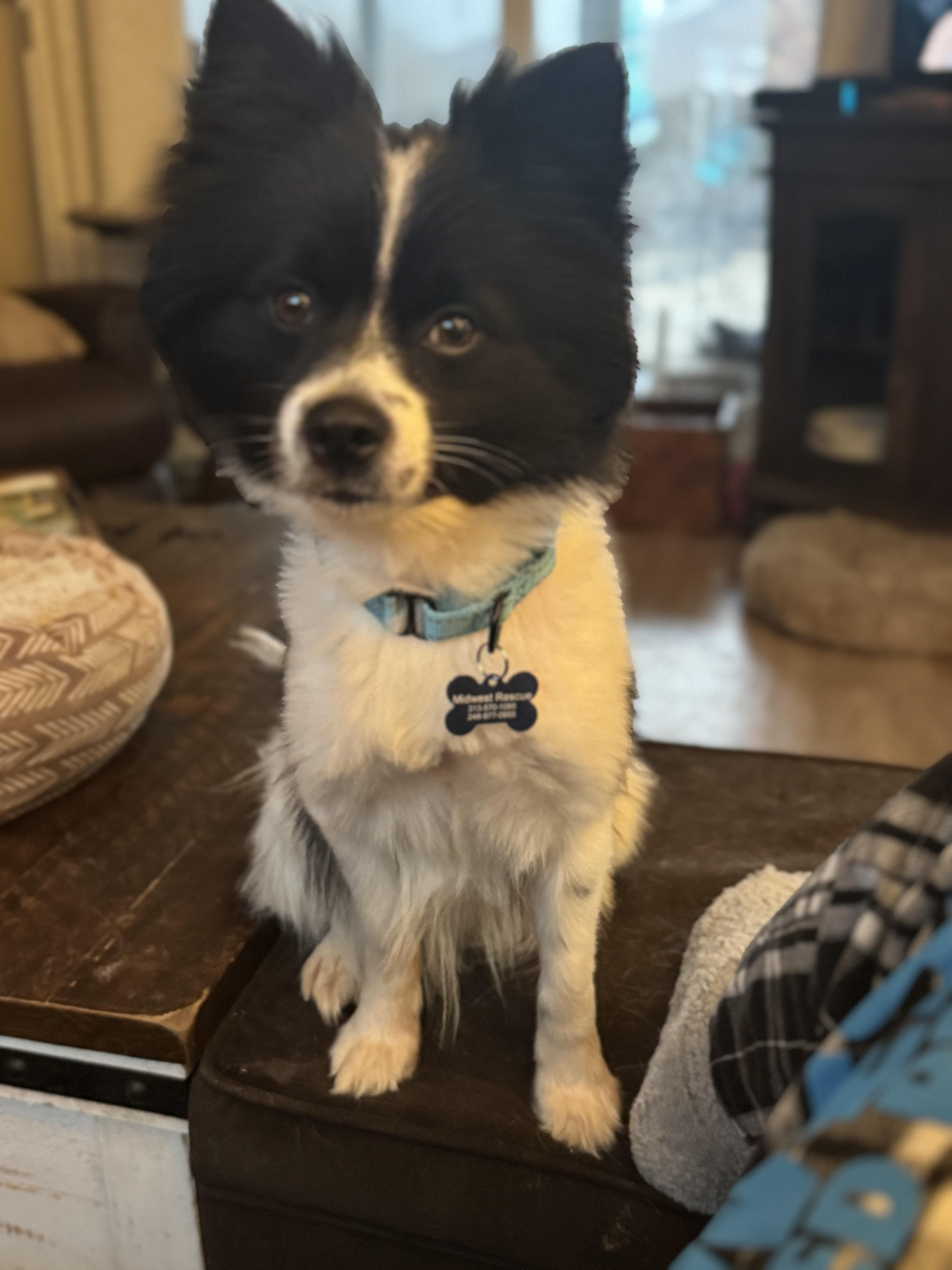 Enlarge Bruce Wayne, an adopted mixed breed in Grosse Pointe Park, MI image 3/5