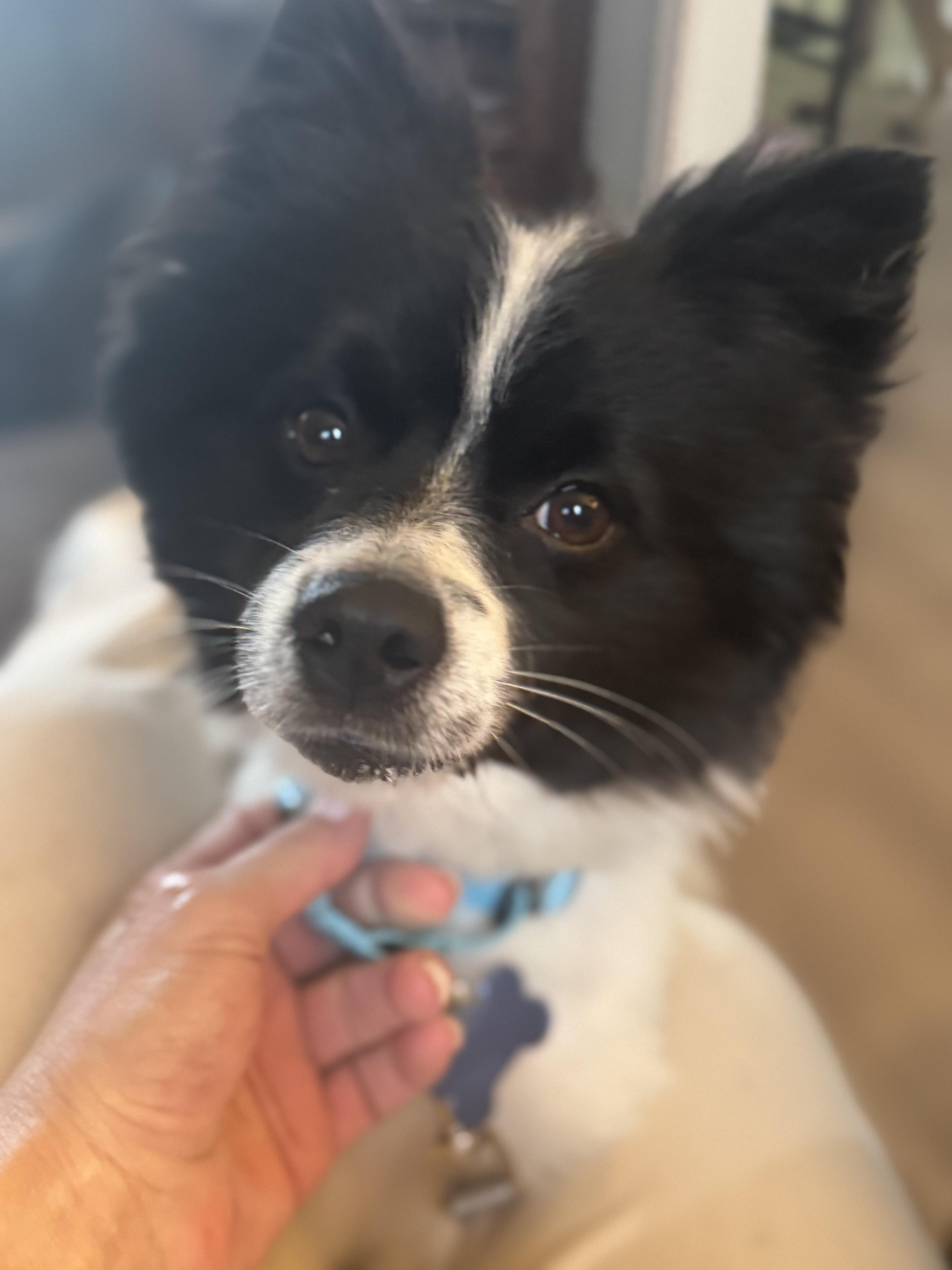 Enlarge Bruce Wayne, an adopted mixed breed in Grosse Pointe Park, MI image 2/5