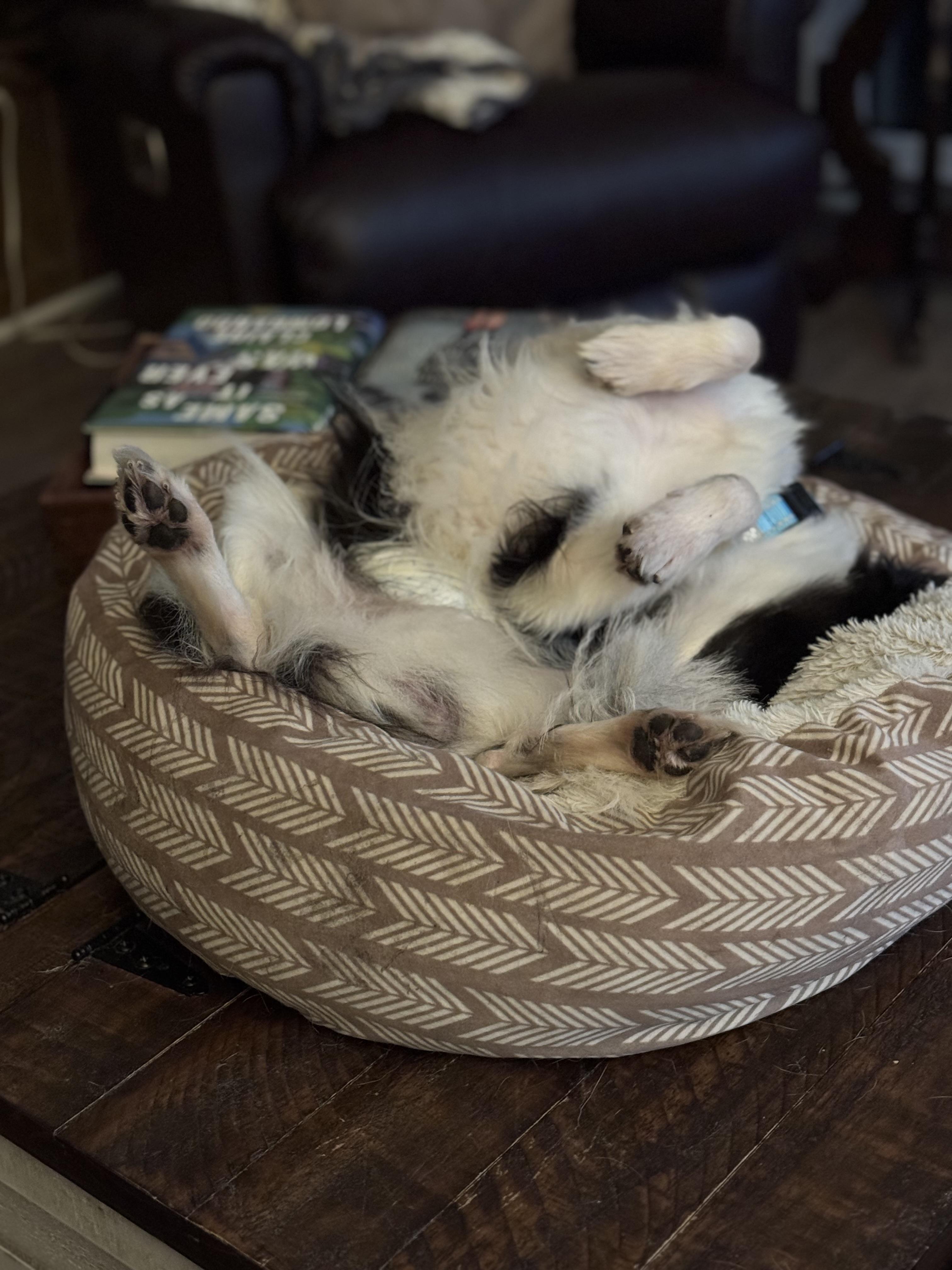 Enlarge Bruce Wayne, an adopted mixed breed in Grosse Pointe Park, MI image 5/5