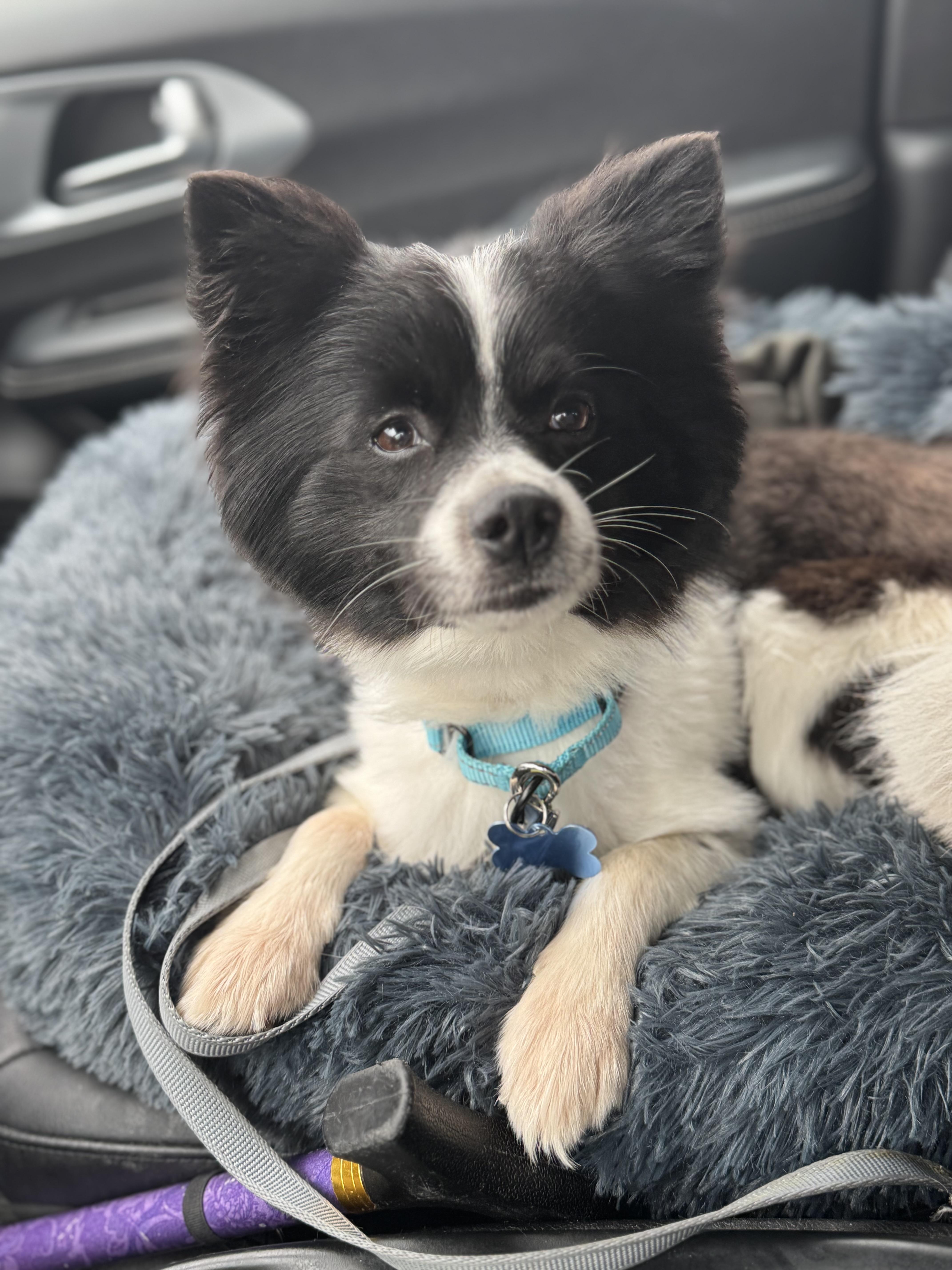 Enlarge Bruce Wayne, an adopted mixed breed in Grosse Pointe Park, MI image 4/5