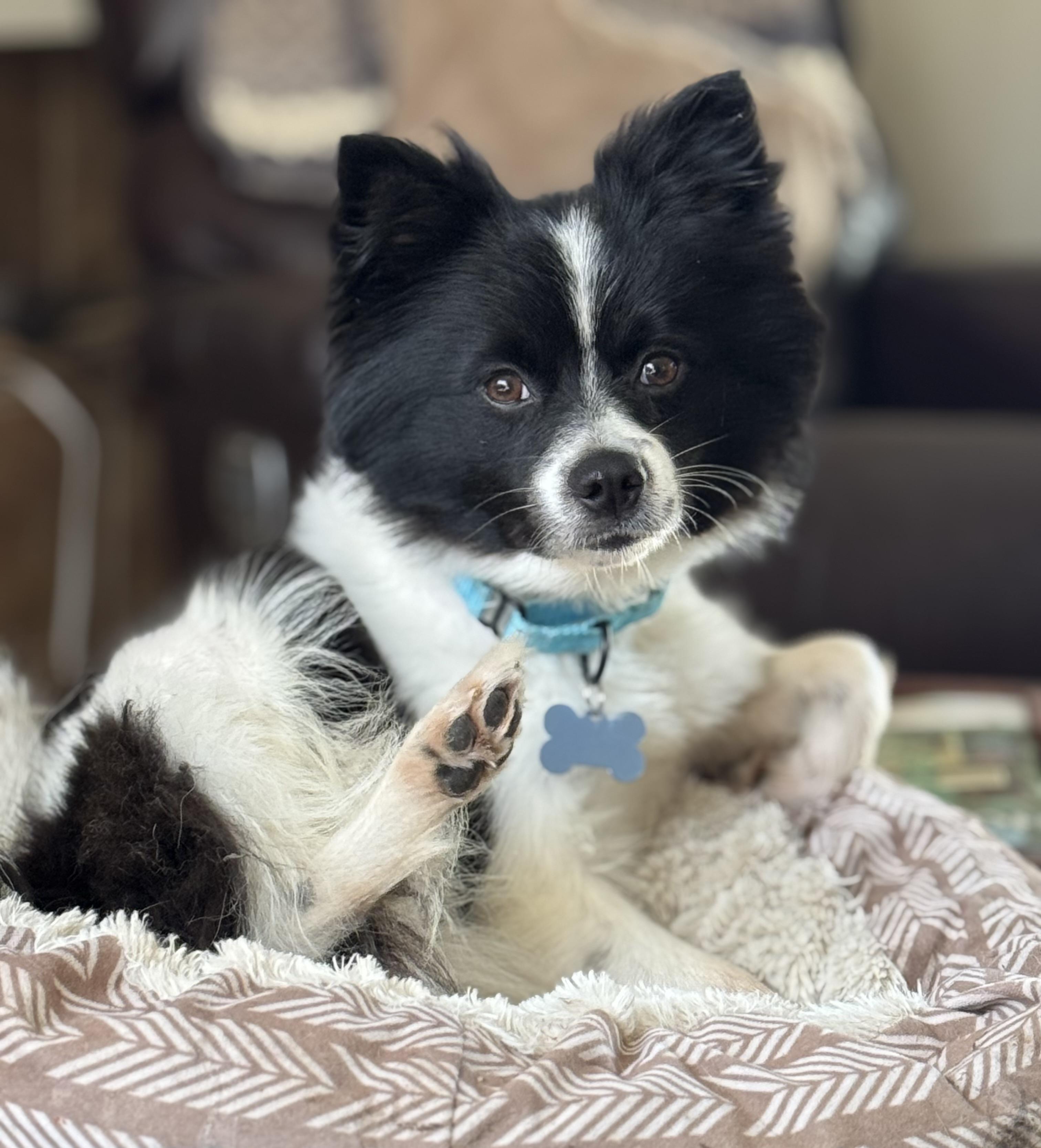 Enlarge Bruce Wayne, an adopted mixed breed in Grosse Pointe Park, MI image 1/5