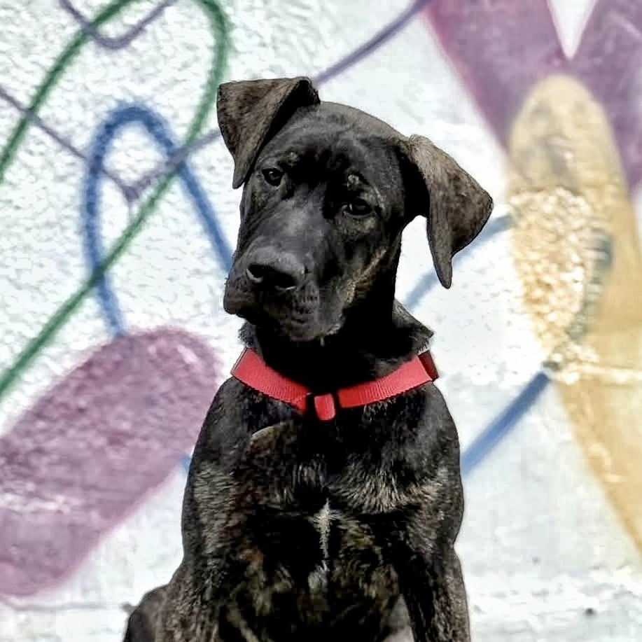 Sirius