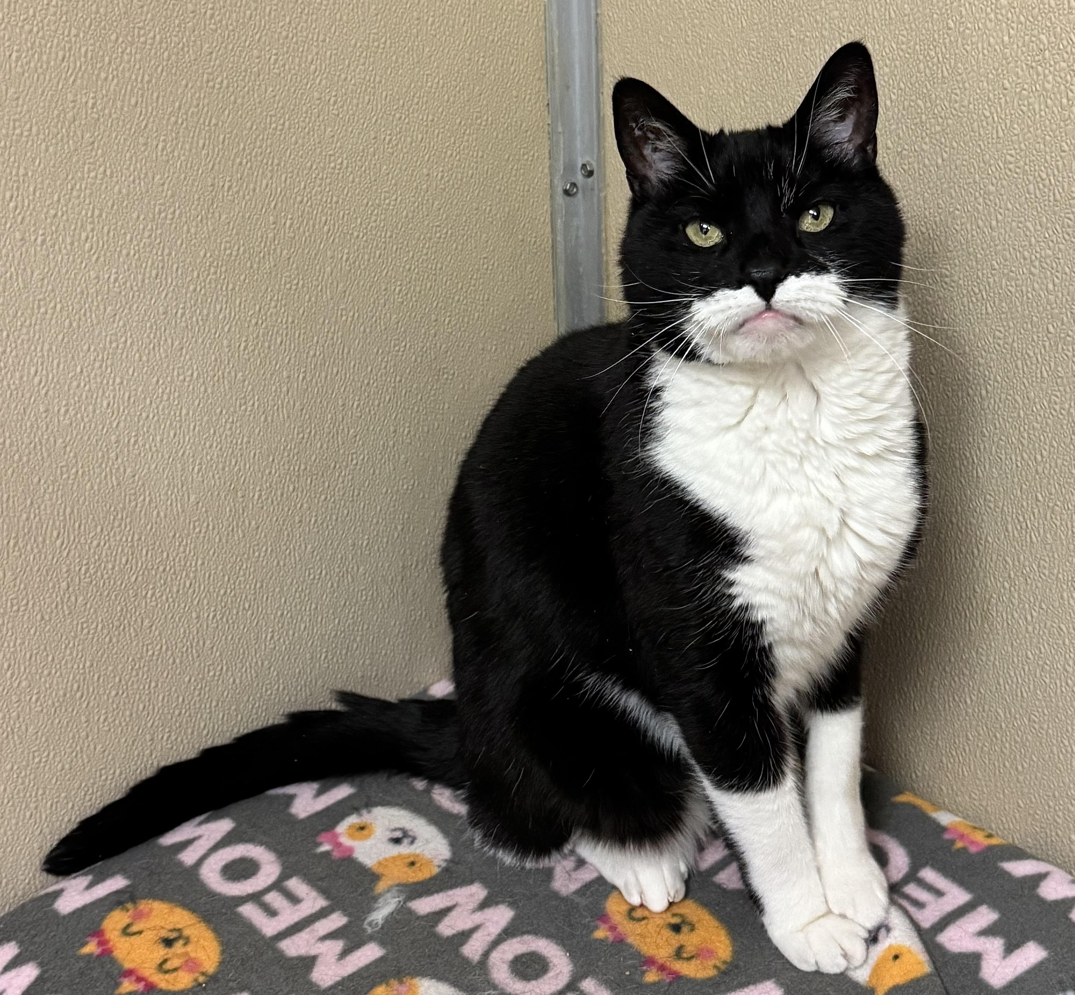 Max, Senior Male unknown