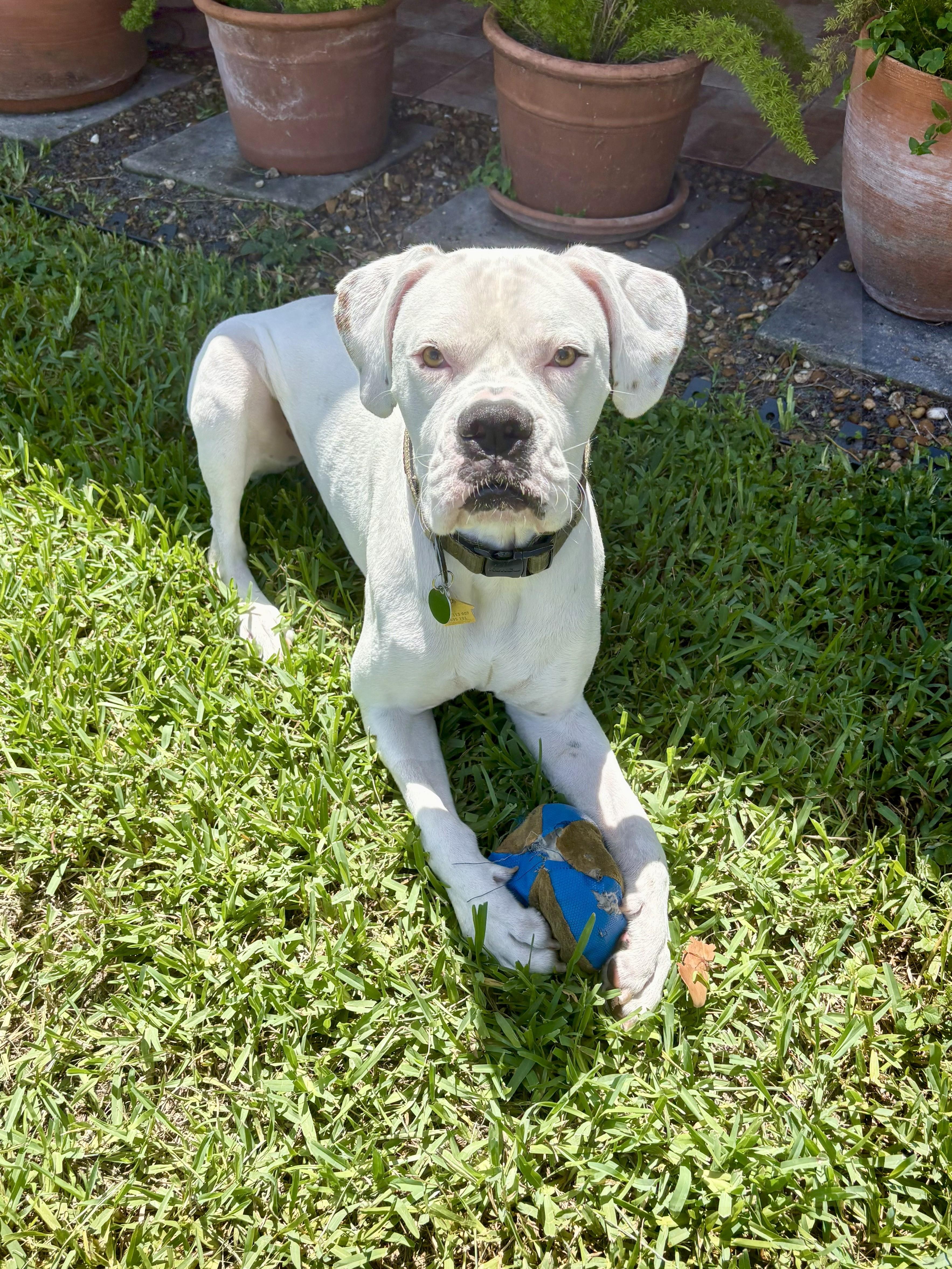 Enlarge Oso, a Adoptable Boxer in Fort Lauderdale, FL image 2/4