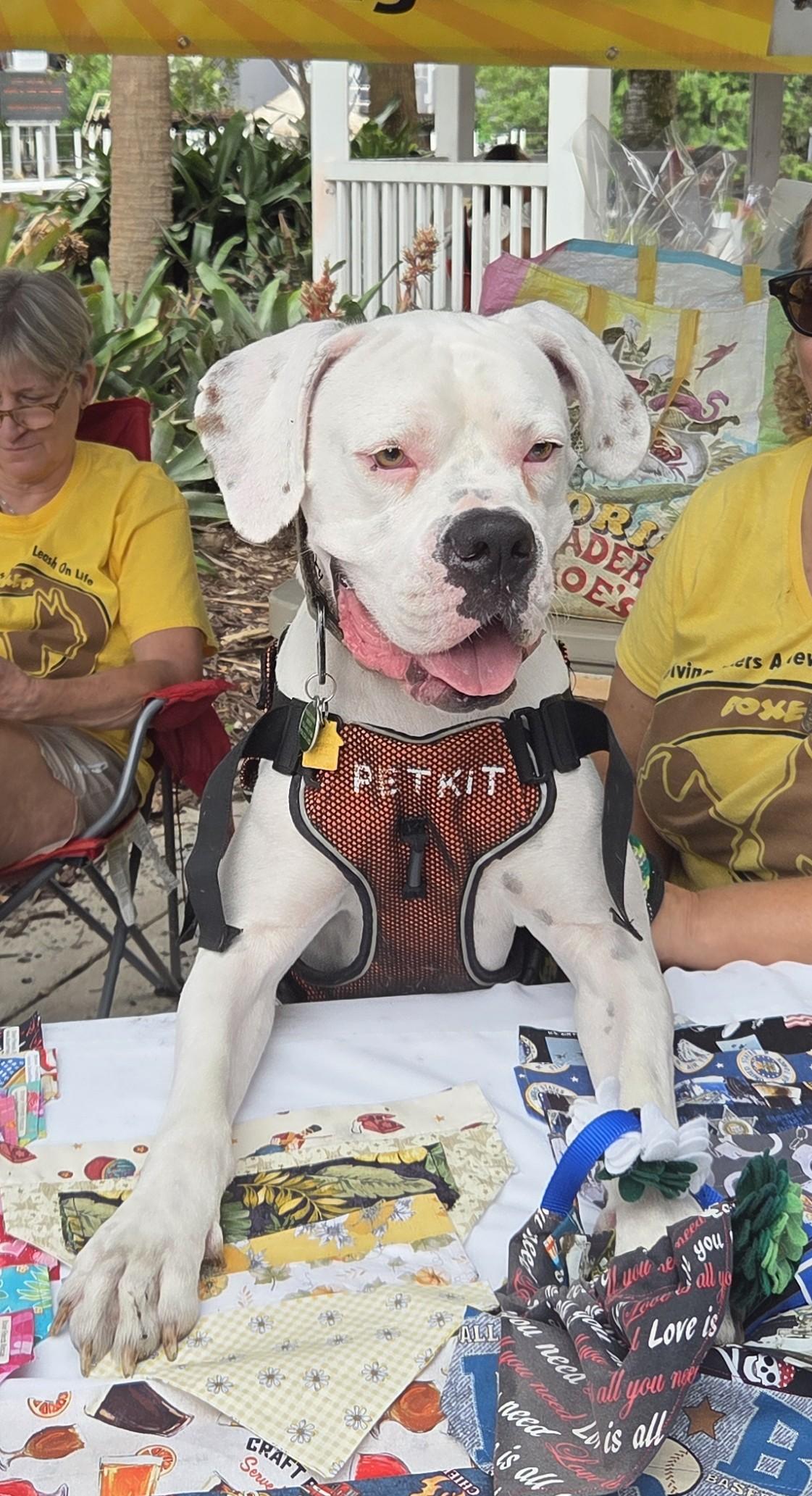 Enlarge Oso, a Adoptable Boxer in Fort Lauderdale, FL image 1/4