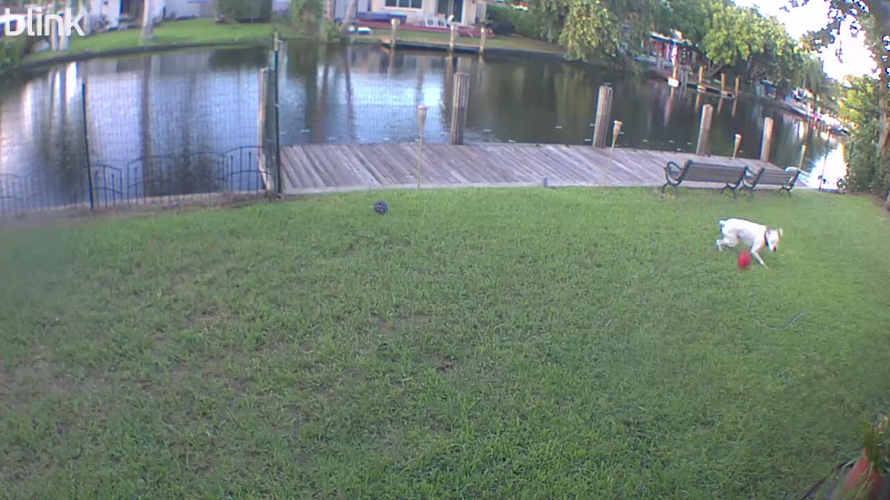 Enlarge Oso, a Adoptable Boxer in Fort Lauderdale, FL video 4/4