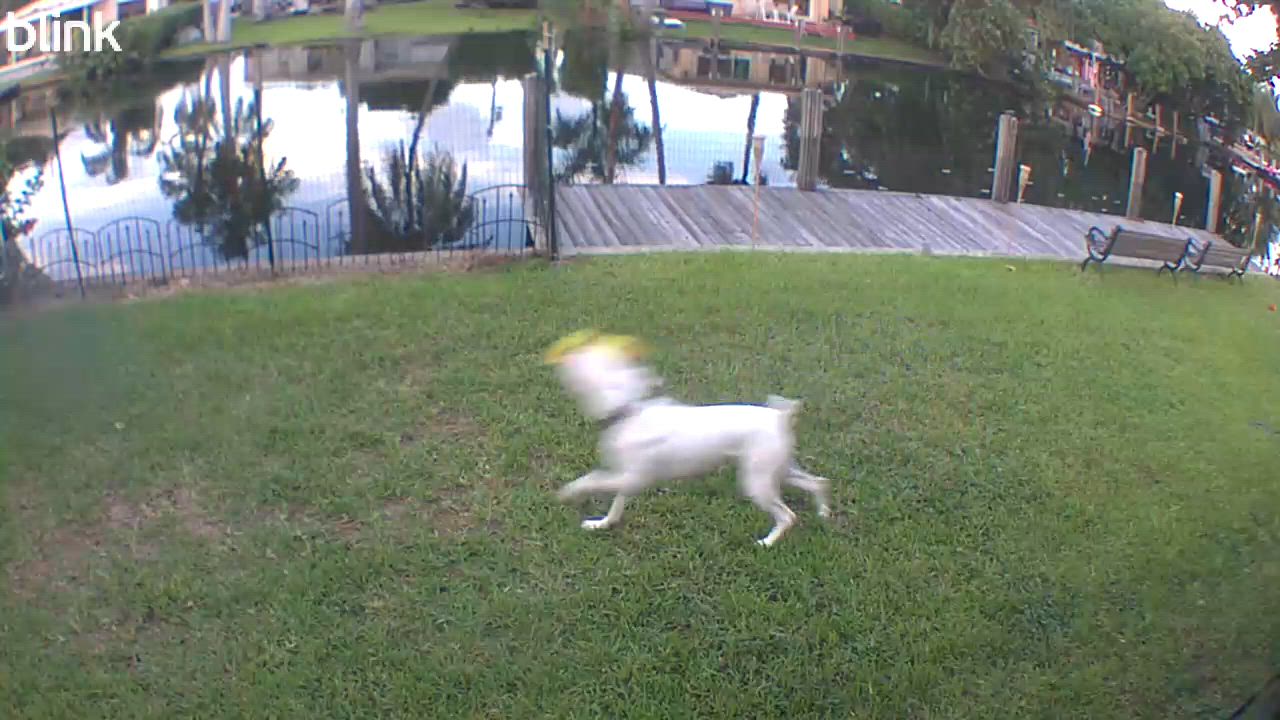 Enlarge Oso, a Adoptable Boxer in Fort Lauderdale, FL video 3/4