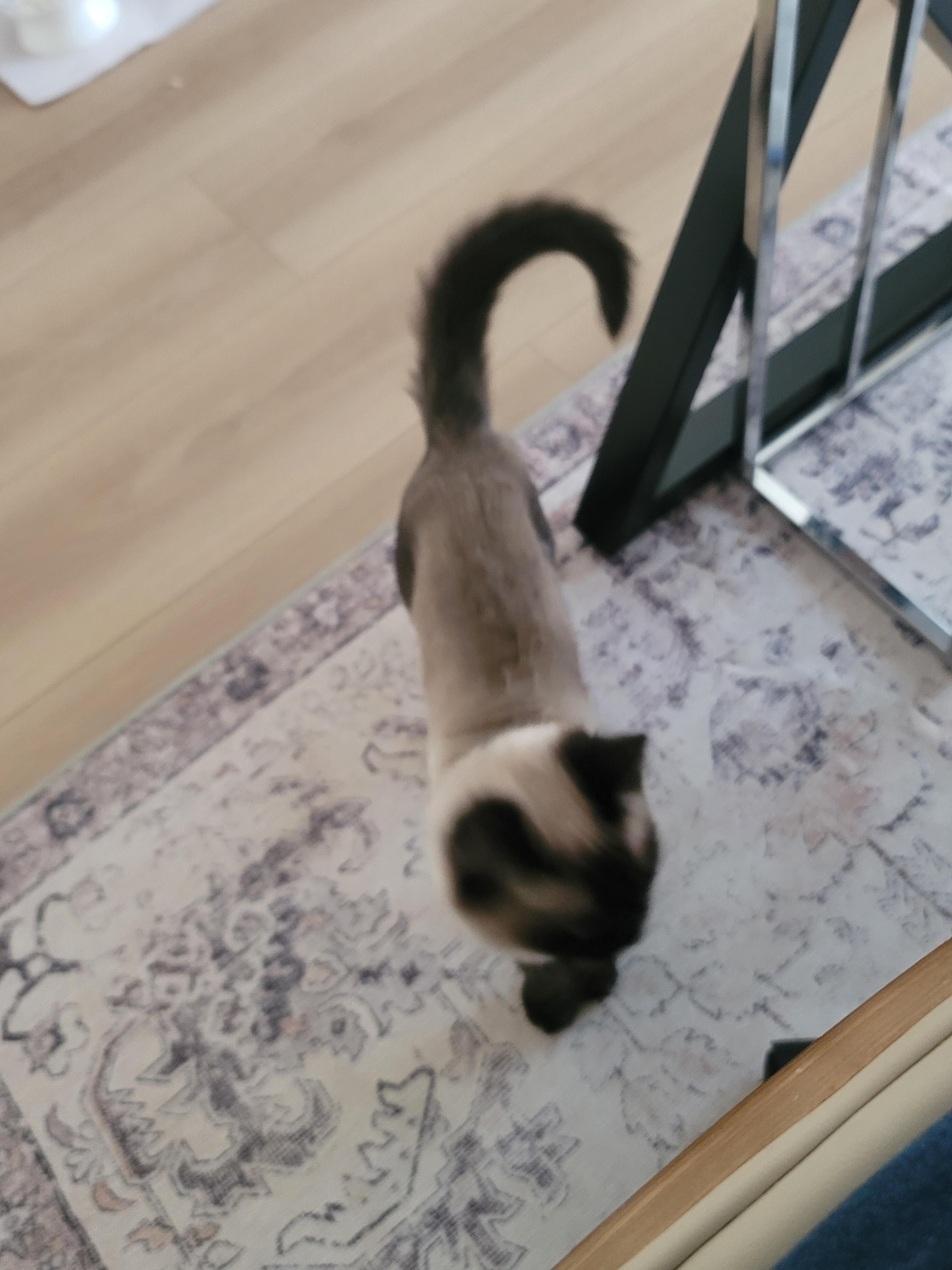 CocoPuff, an adoptable Himalayan in Scarborough, ON, M1P 1X8 | Photo Image 4