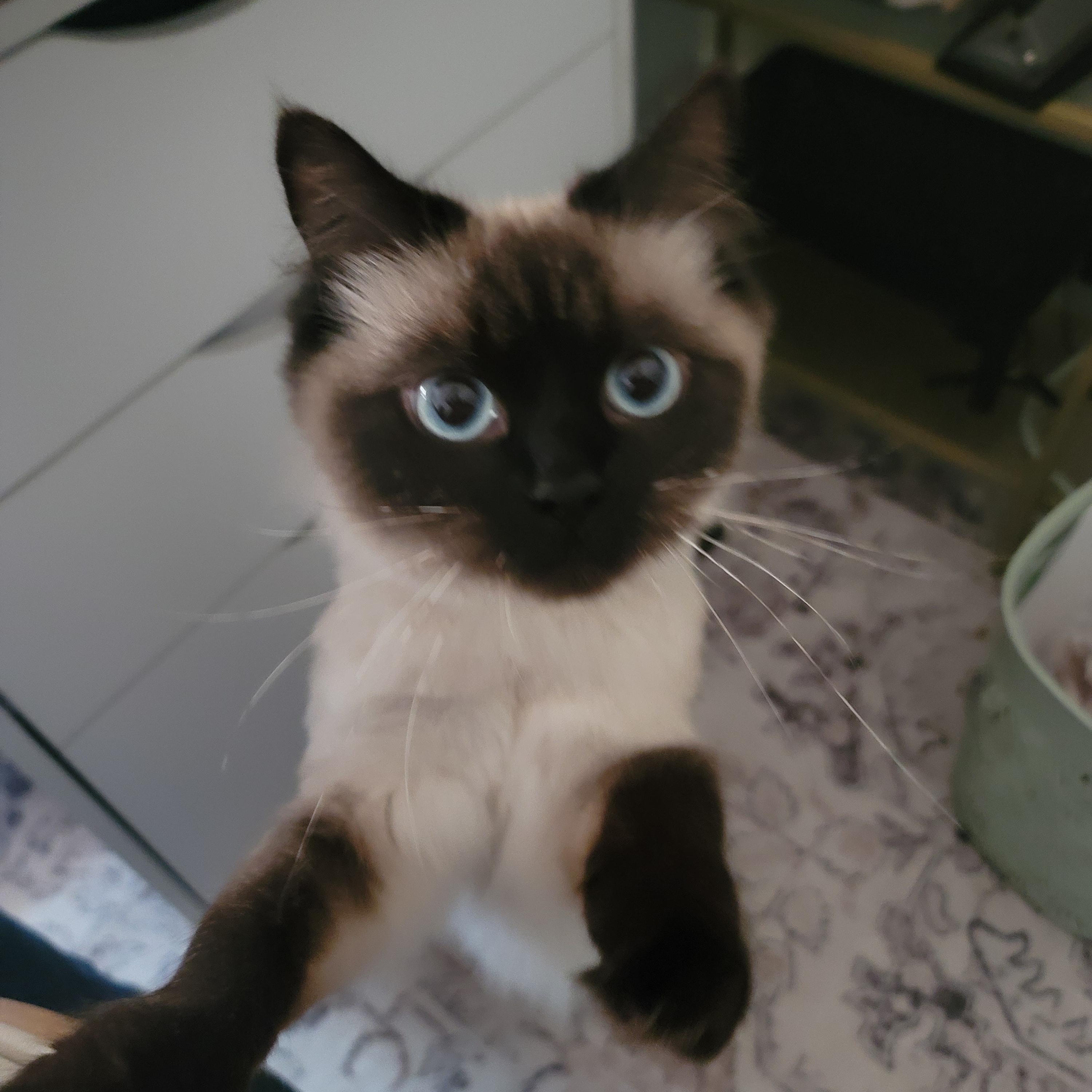 CocoPuff, an adoptable Himalayan in Scarborough, ON, M1P 1X8 | Photo Image 1