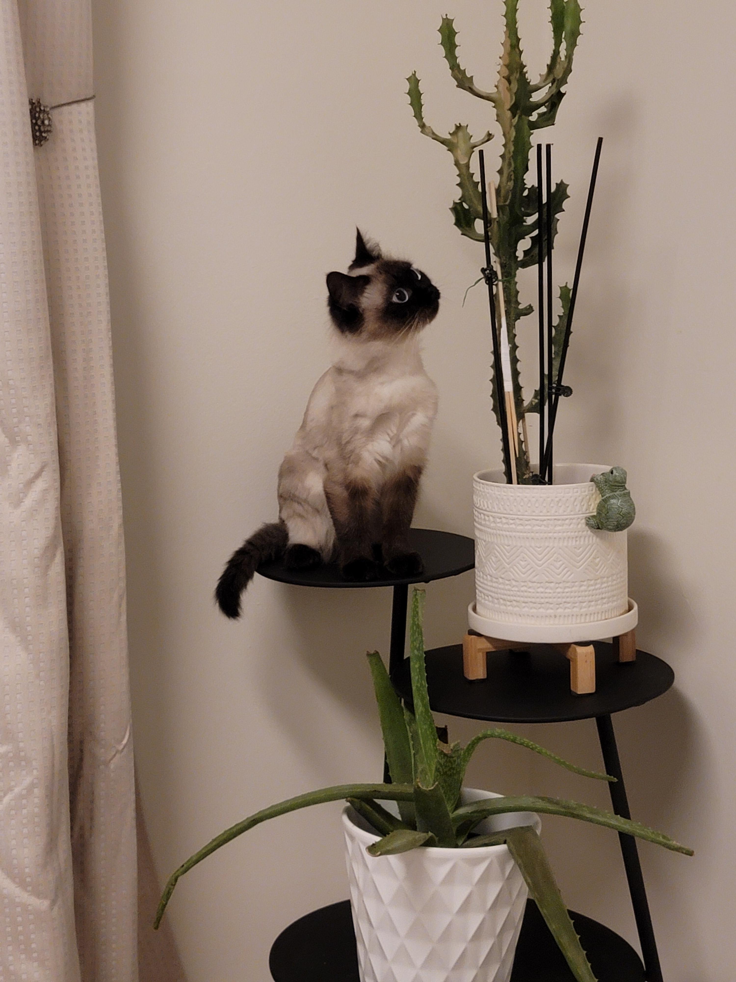 CocoPuff, an adoptable Himalayan in Scarborough, ON, M1P 1X8 | Photo Image 5