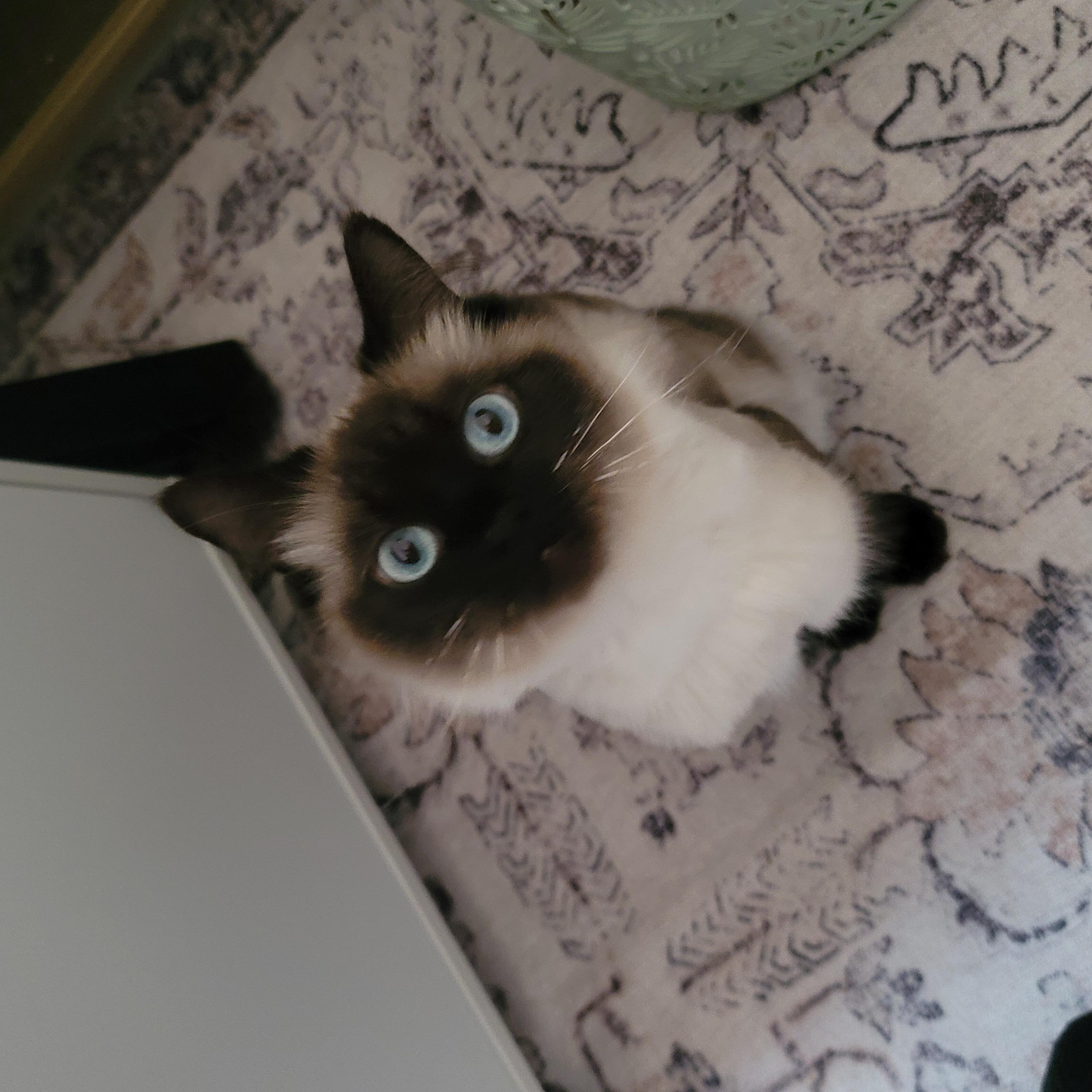 CocoPuff, an adoptable Himalayan in Scarborough, ON, M1P 1X8 | Photo Image 2