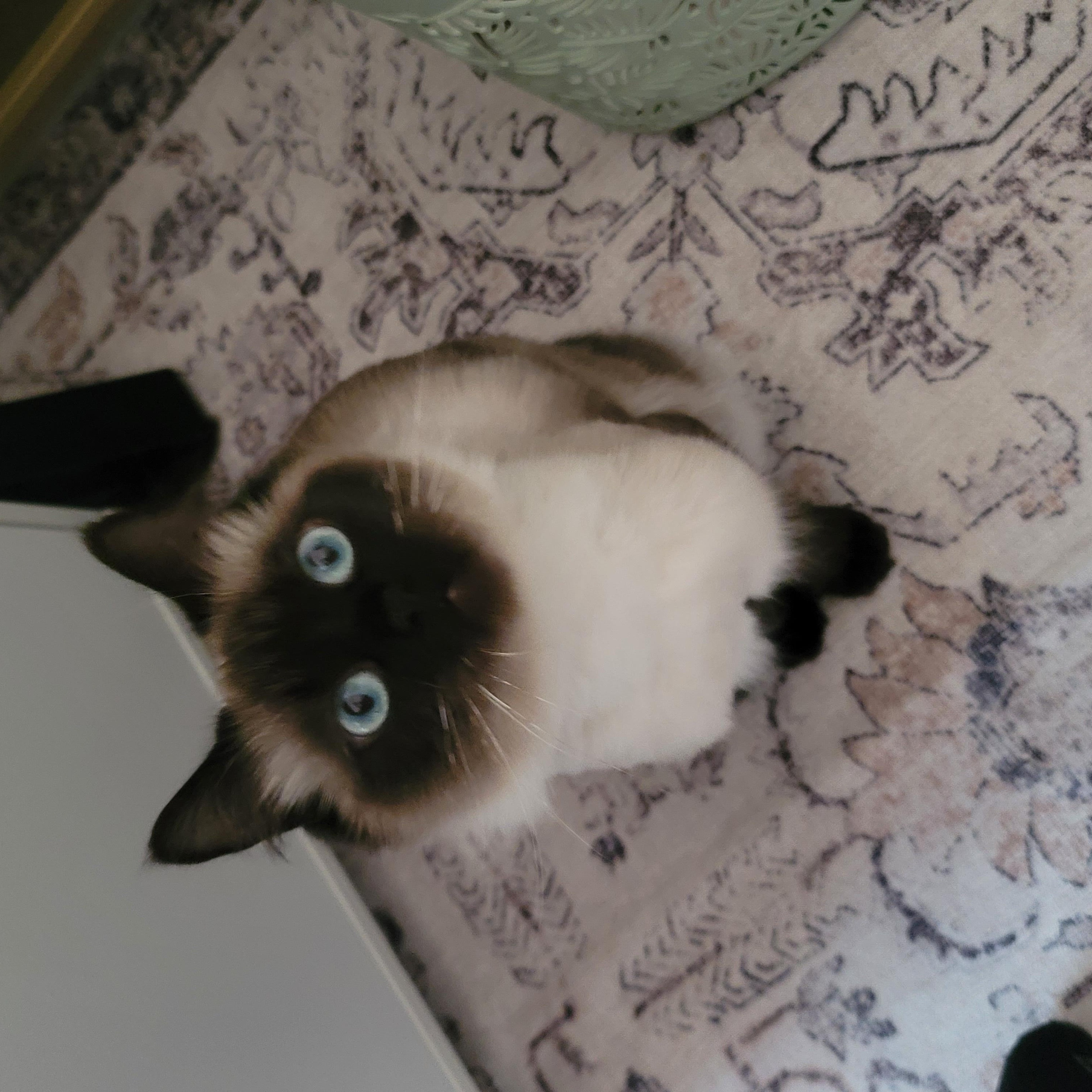 CocoPuff, an adoptable Himalayan in Scarborough, ON, M1P 1X8 | Photo Image 3