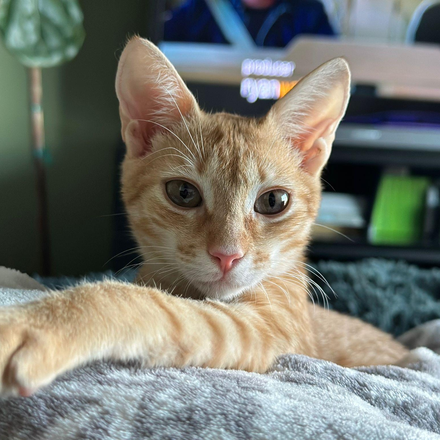 Enlarge Garfield, an adopted Tabby in Etobicoke, ON image 1/1