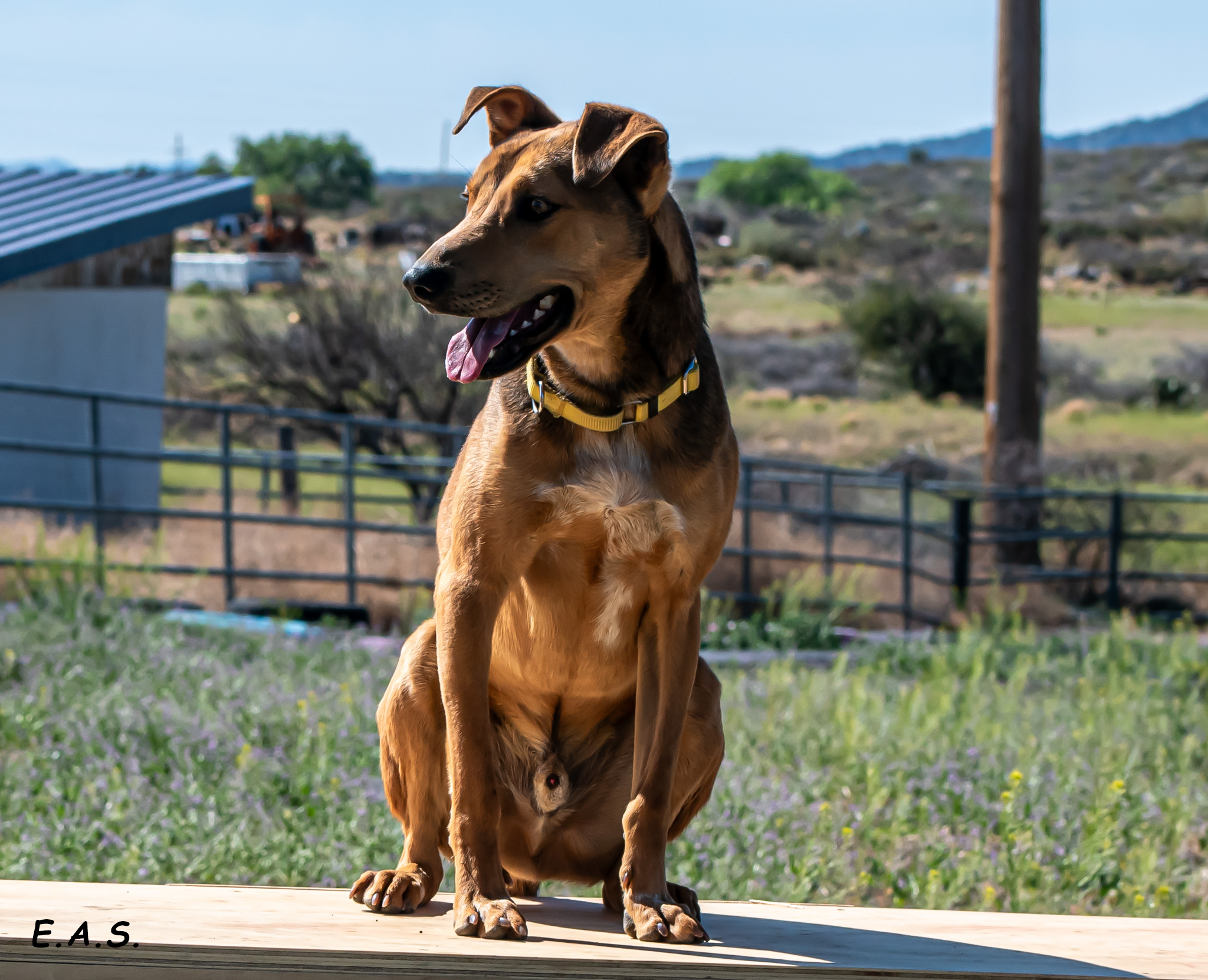 Enlarge Leo, a Adoptable Mixed Breed in Mayer, AZ image 4/4