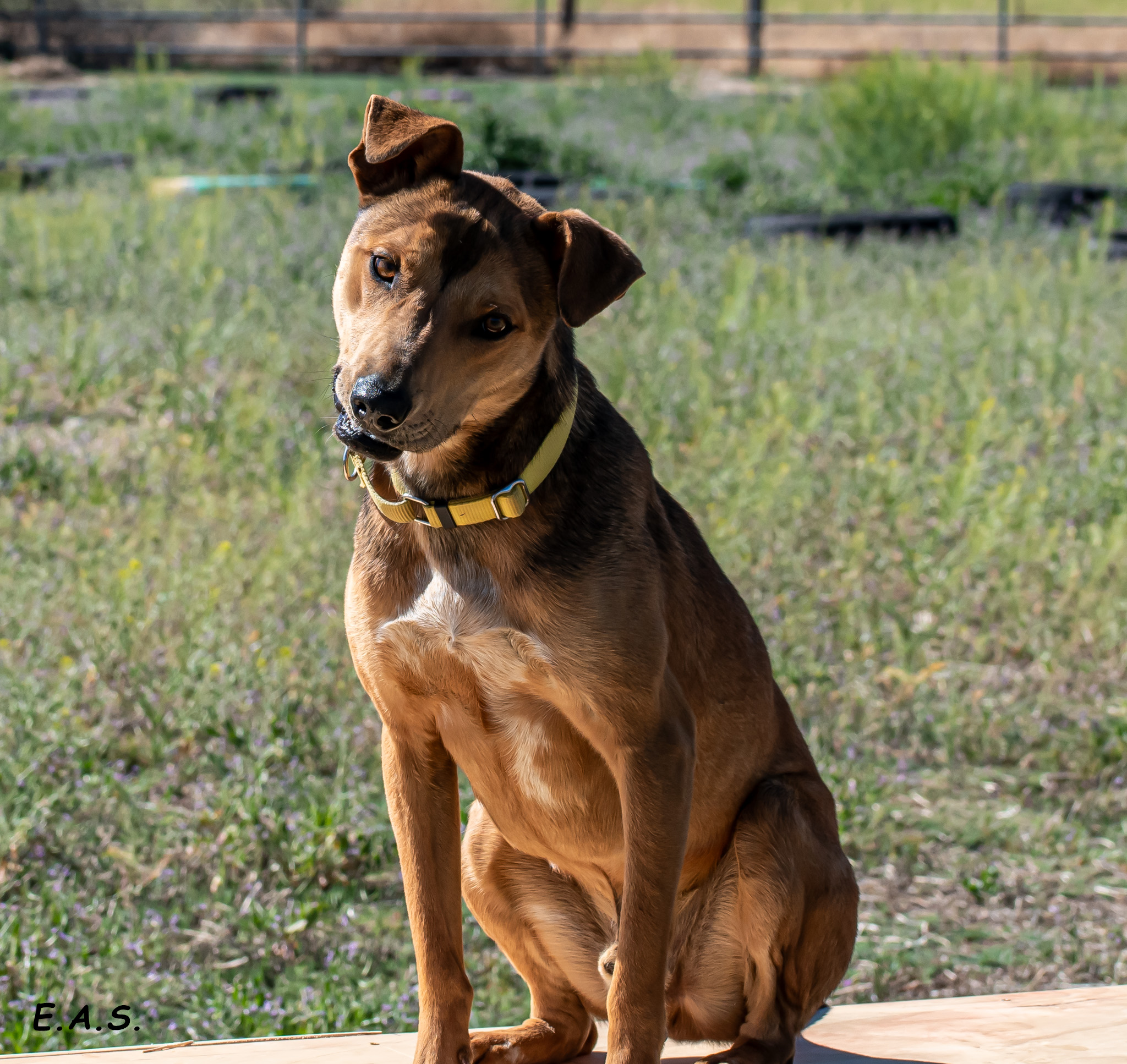 Leo, an adoptable Mixed Breed in Mayer, AZ, 86333 | Photo Image 3