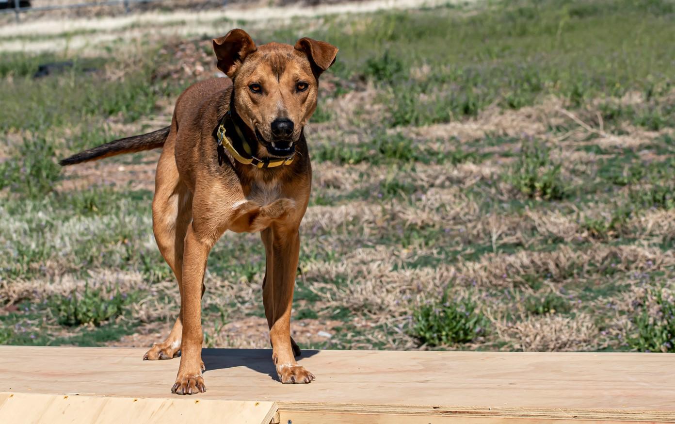 Enlarge Leo, a Adoptable Mixed Breed in Mayer, AZ image 2/4